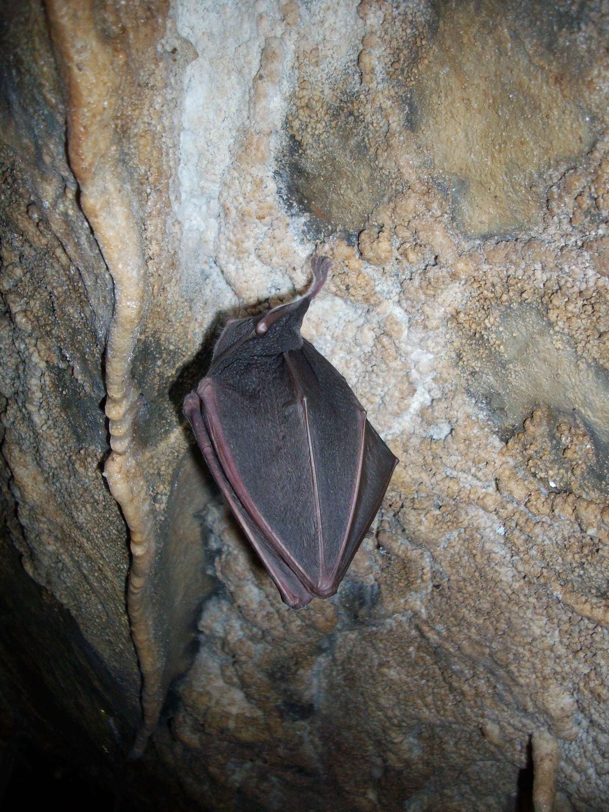 full frame, nature, undersea, bat, hibernation, close-up, beauty in nature, rock, hibernated bat, plant part, leaf vein, outdoors, rock - object, animal themes, Phone HD Wallpaper