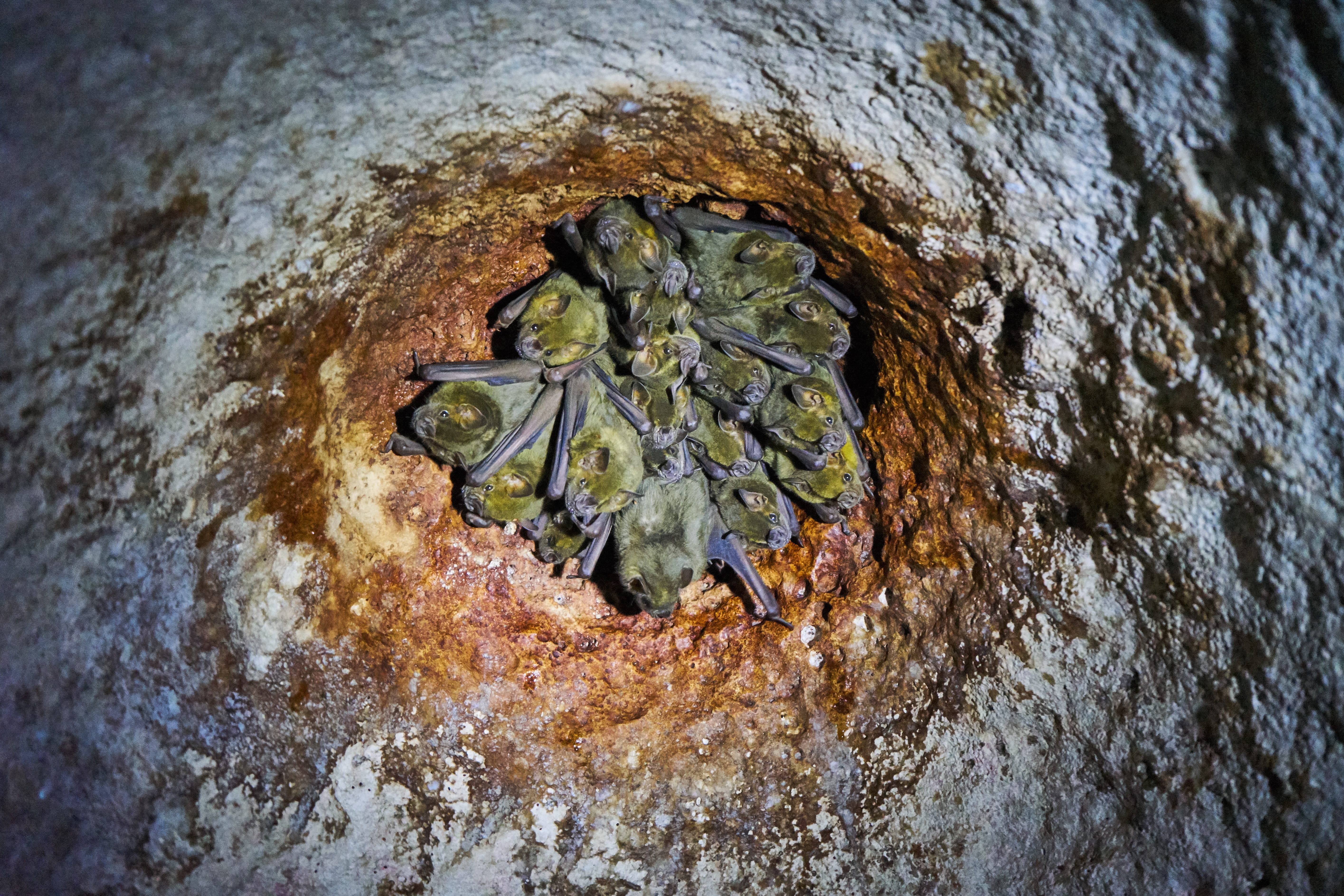 close-up, 5K, rough, pattern, day, no people, high angle view, vertebrate, mammals, tree trunk, animal body part, animal head, animals in the wild, bats, HD Wallpaper