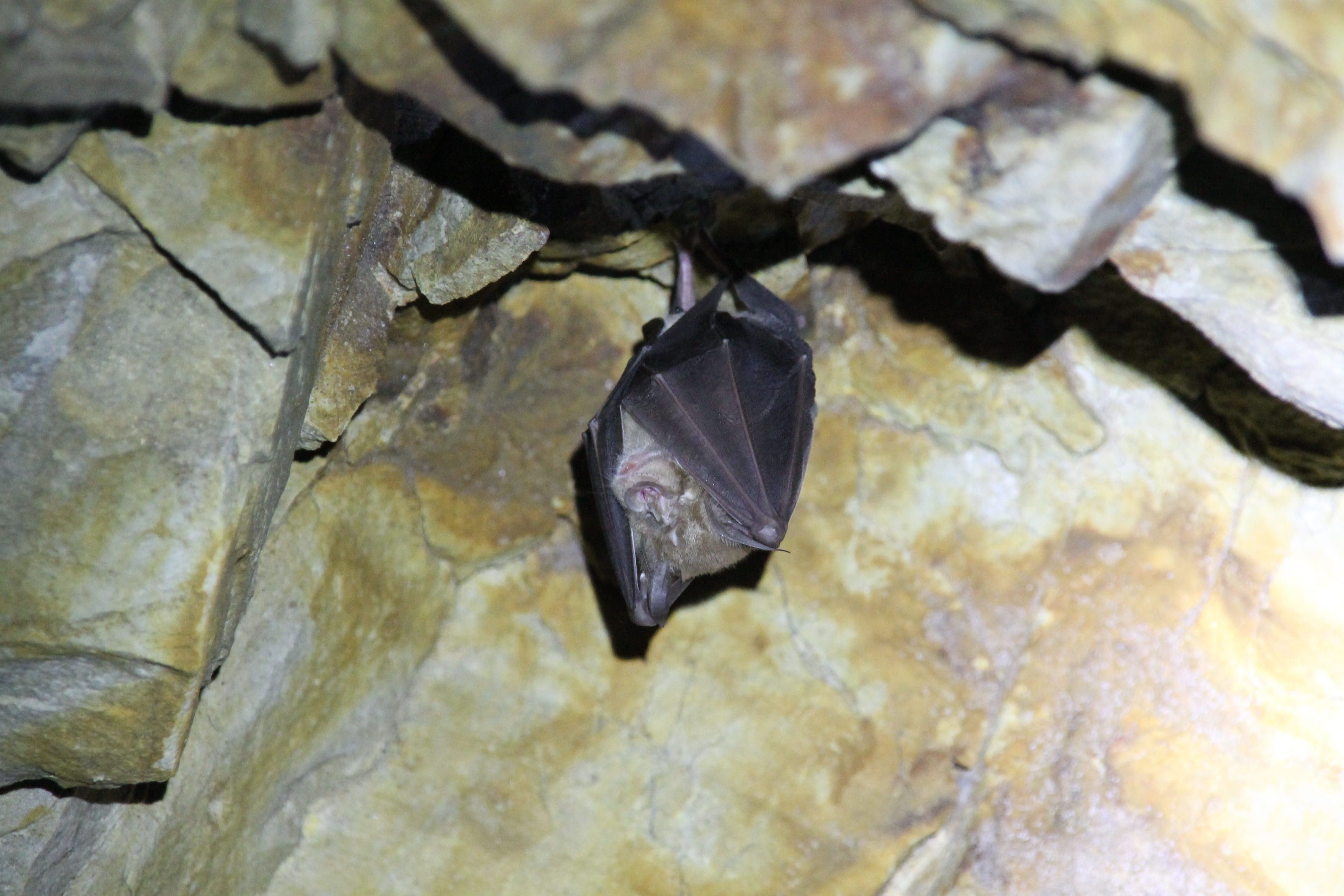 black color, vertebrate, nature, water, bat, 4K, day, nocturnal, one animal, close-up, animal, rock - object, marine, outdoors, solid, rock, animal themes, HD Wallpaper