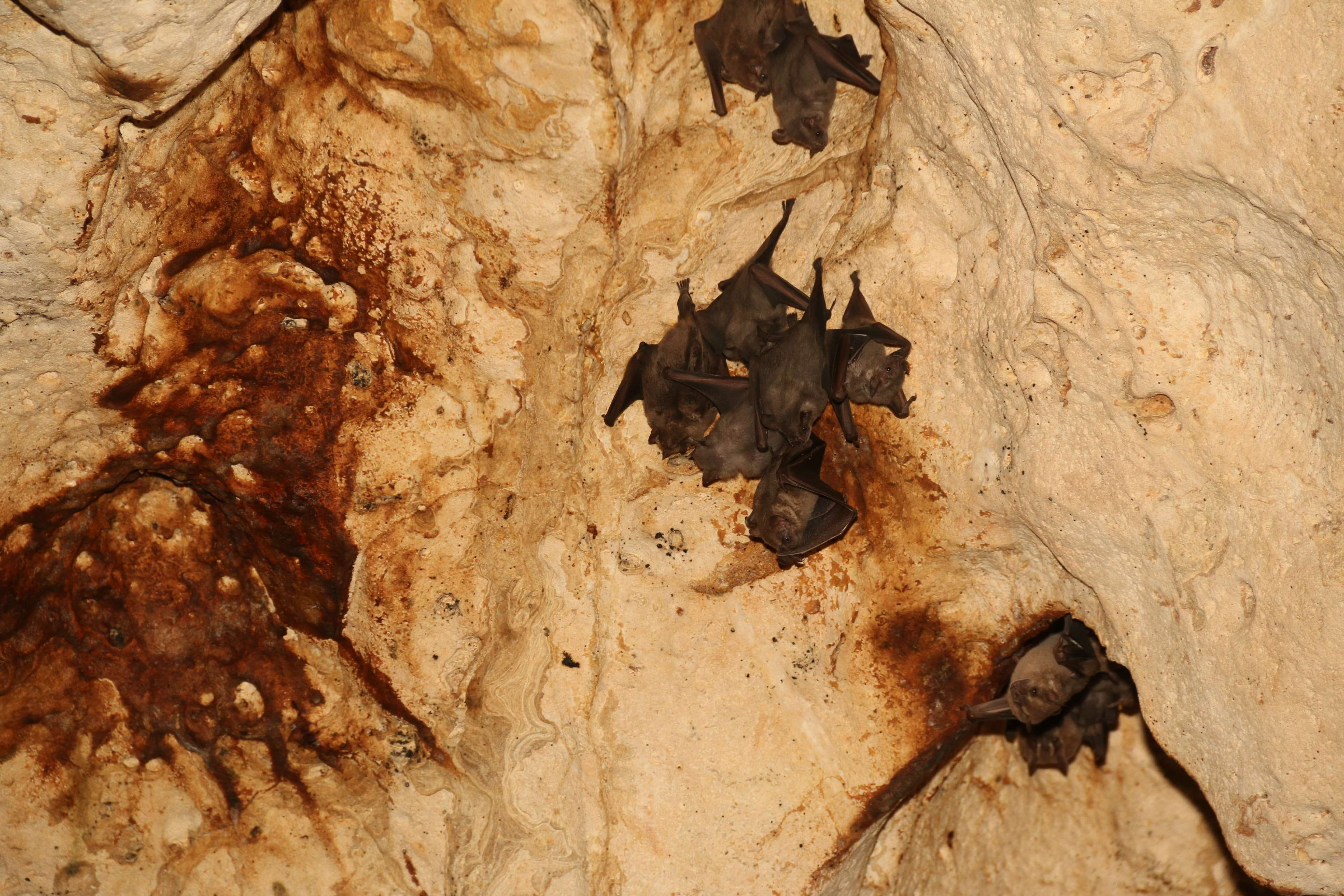 animal, nature, bat - animal, animal body part, animals in the wild, mammal, bats, cave, animal wildlife, rough, day, one animal, close-up, high angle view, HD Wallpaper