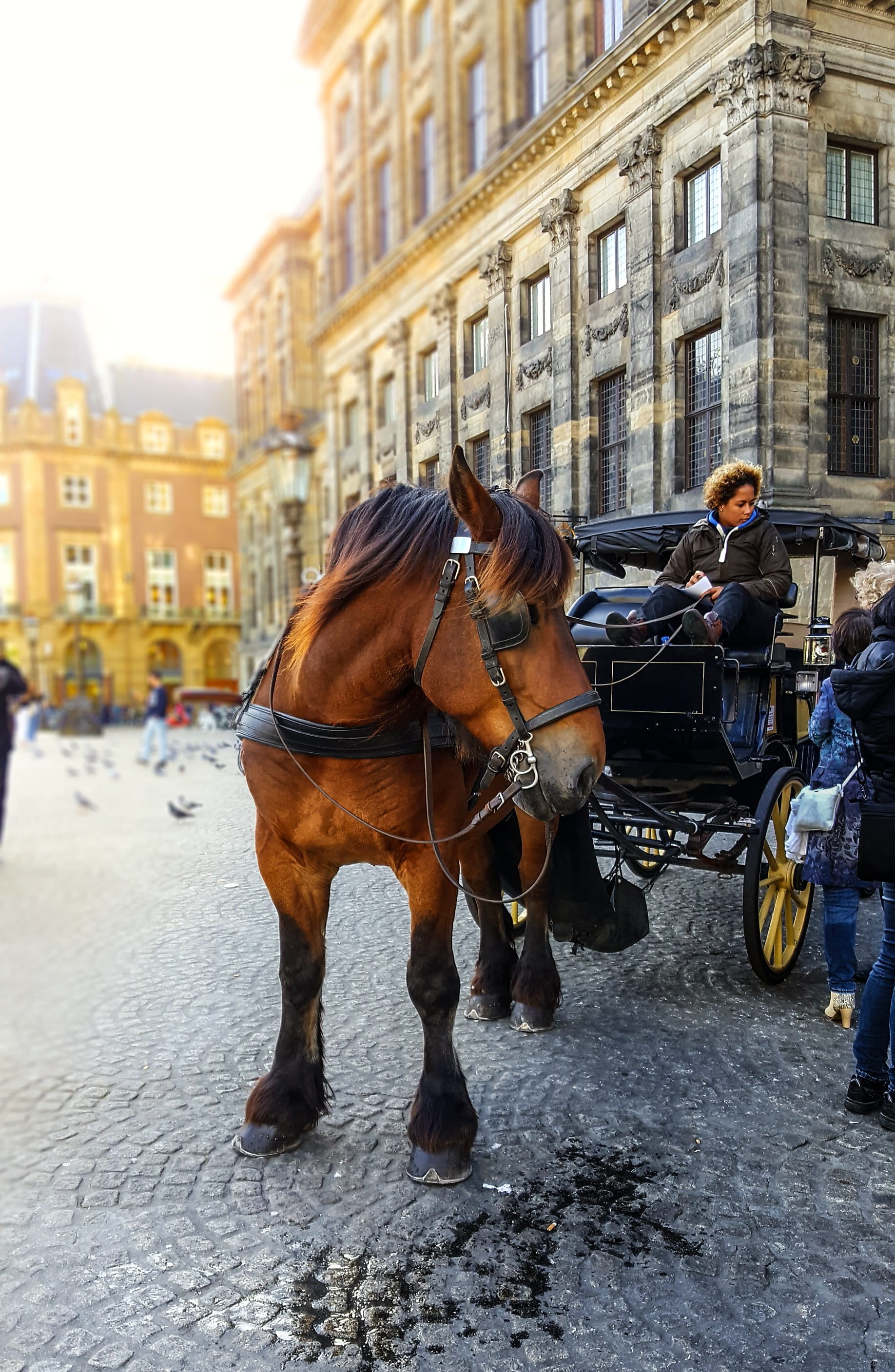 working animal, 2K, architecture, livestock, carriage, Carriage, outdoors, travel, herbivorous, Taxi, horse, cart, mammal, netherlands, dutch, morning, Phone HD Wallpaper