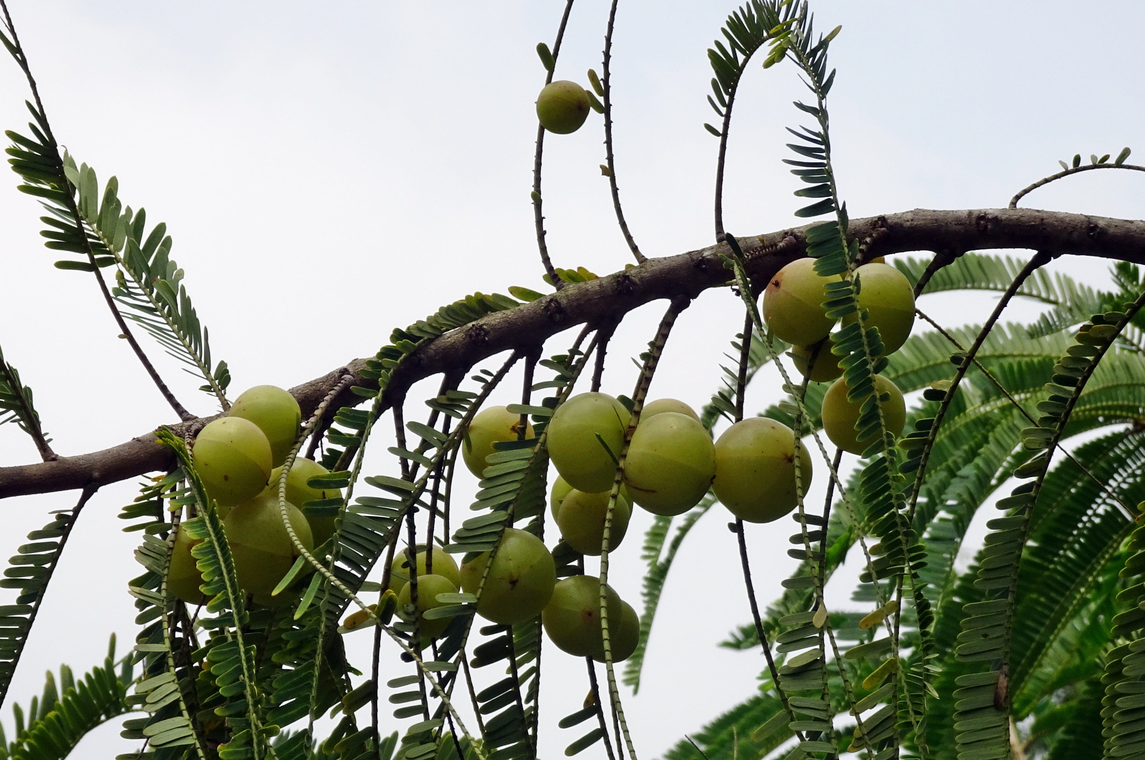 emblica officinalis, food, focus on foreground, growth, ripe, plant, wellbeing, low angle view, india, green color, amalika, outdoors, nature, phyllanthaceae, HD Wallpaper