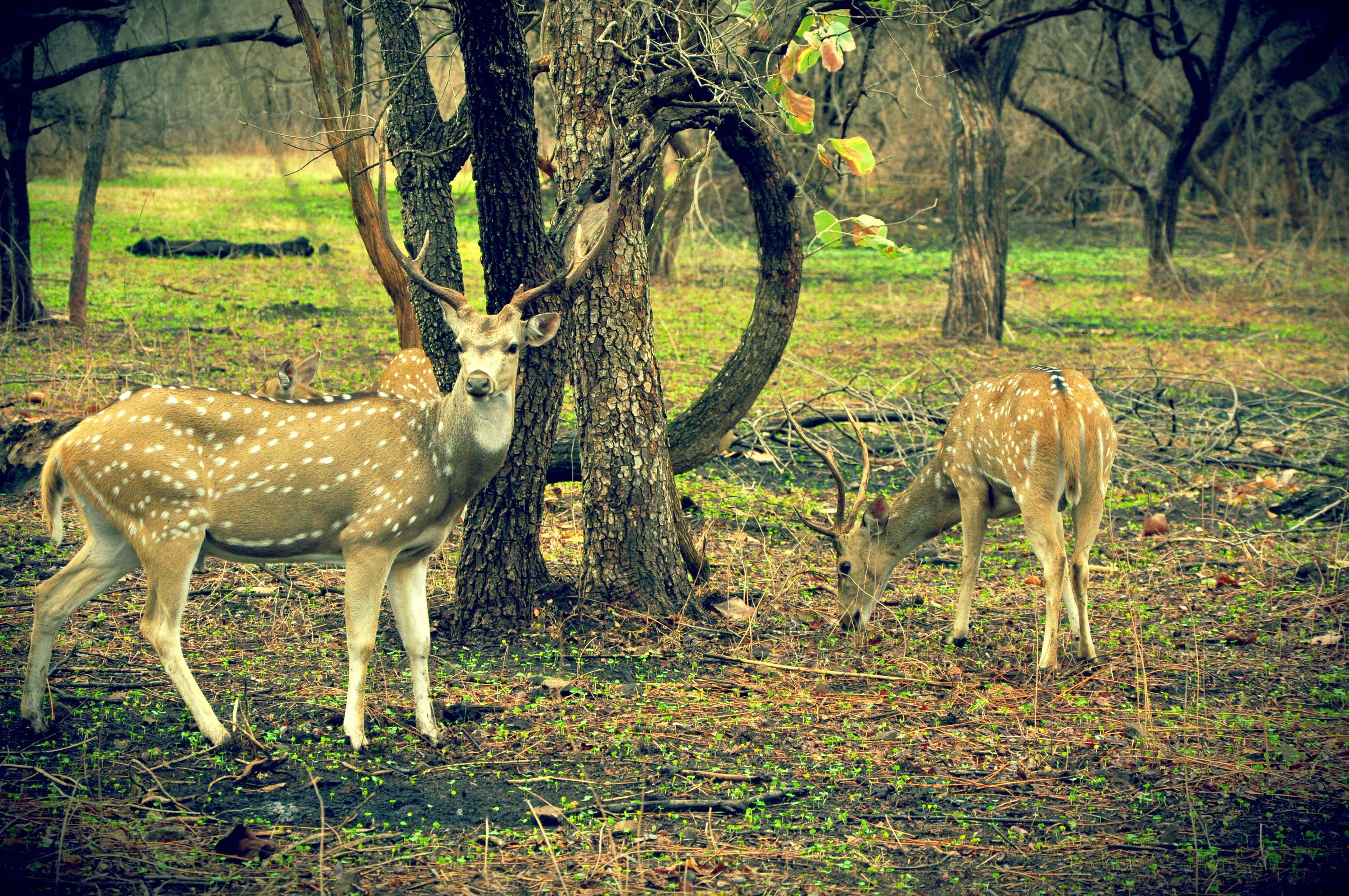mammal, animals in the wild, animal wildlife, herbivorous, 4K, vertebrate, jungle, tree, animal, field, india, deer, deers, domestic animals, forest, nature, HD Wallpaper