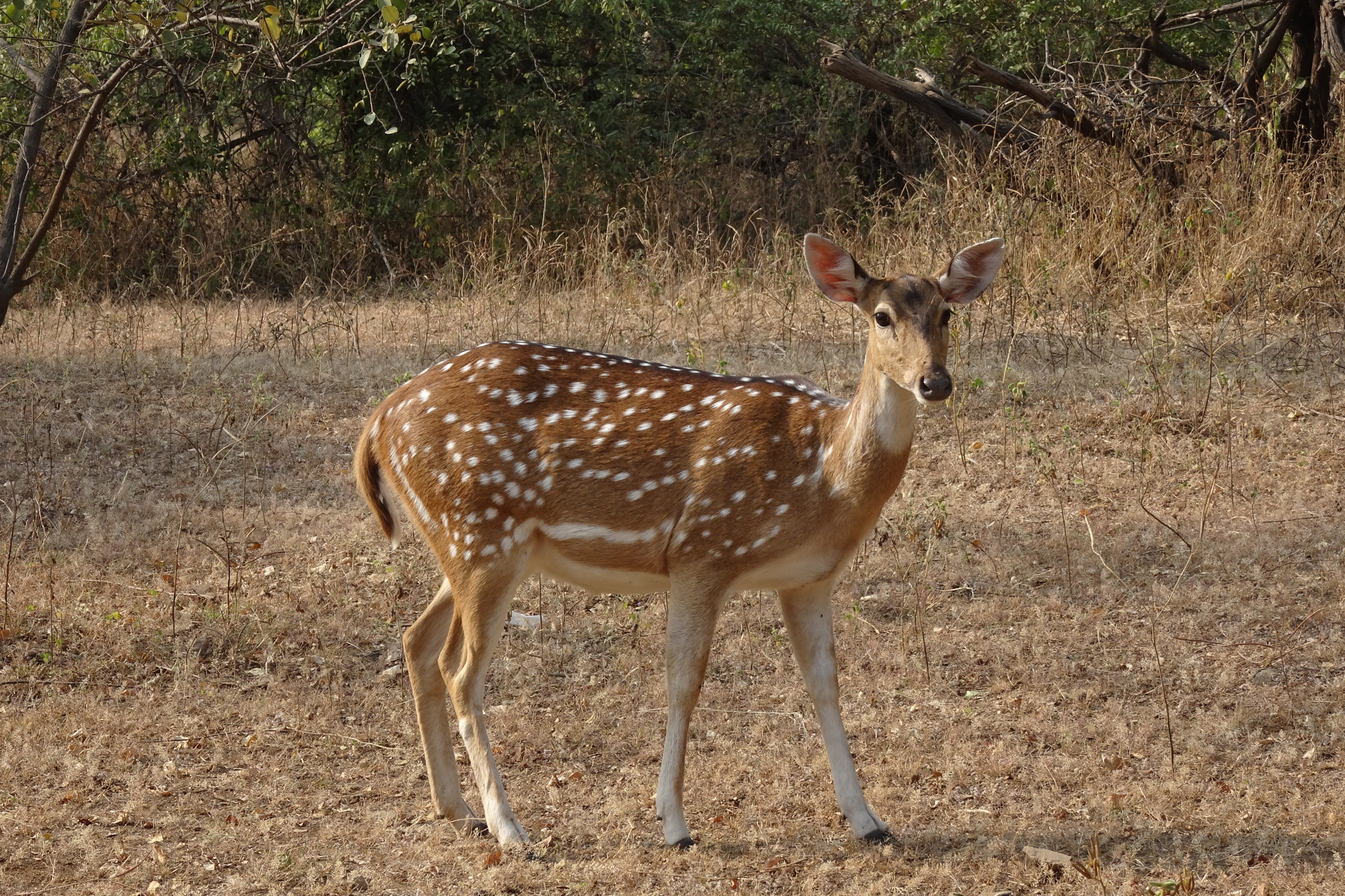 animal wildlife, national park, land, outdoors, full length, side view, travel, 4K, reserve, gir, tulsishyam, one animal, animals in the wild, spotted, HD Wallpaper
