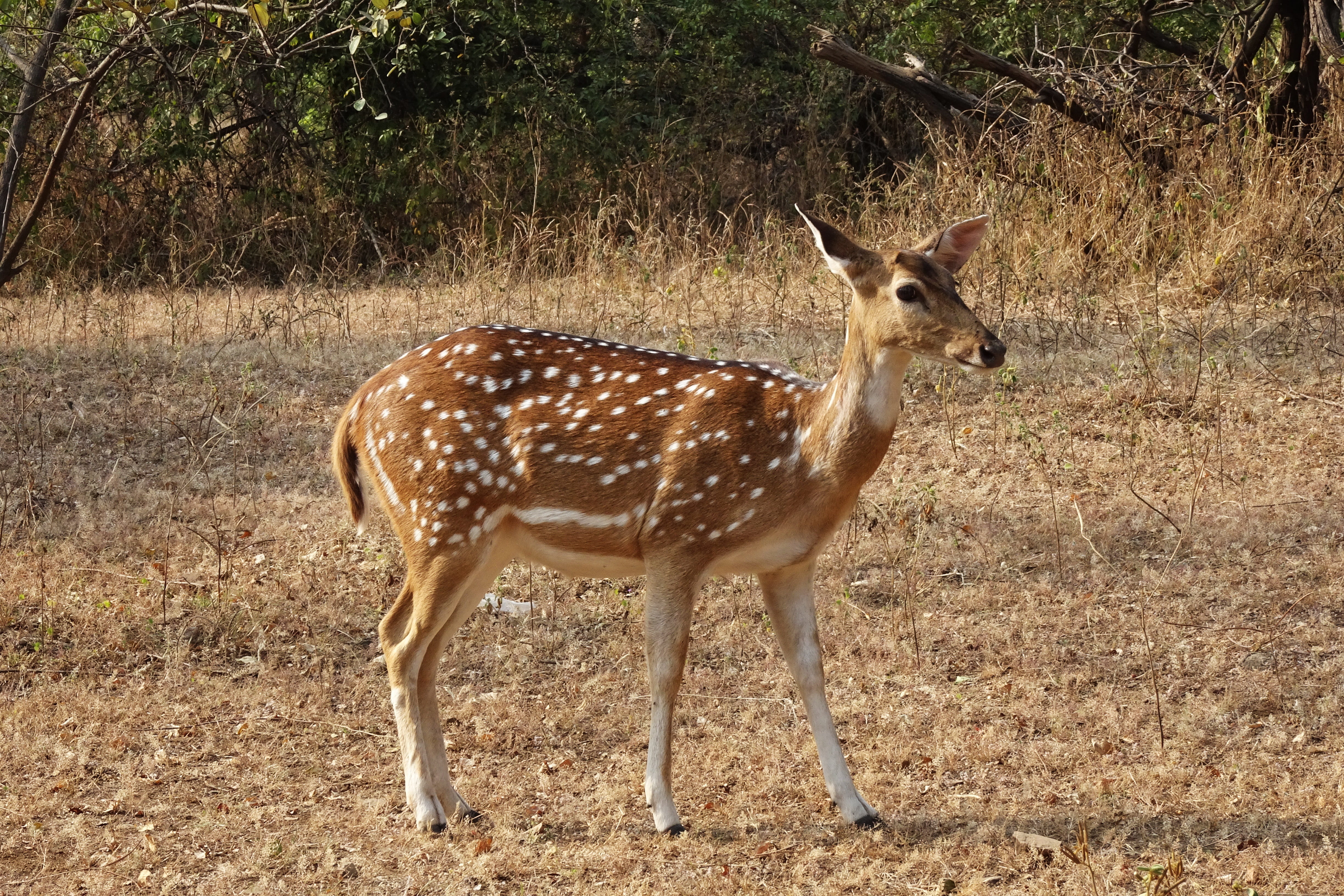 reserve, plant, doe, one animal, field, animal wildlife, spotted, wildlife, dhari, india, wild, fauna, deer, spotted deer, land, no people, axis axis, full length, HD Wallpaper