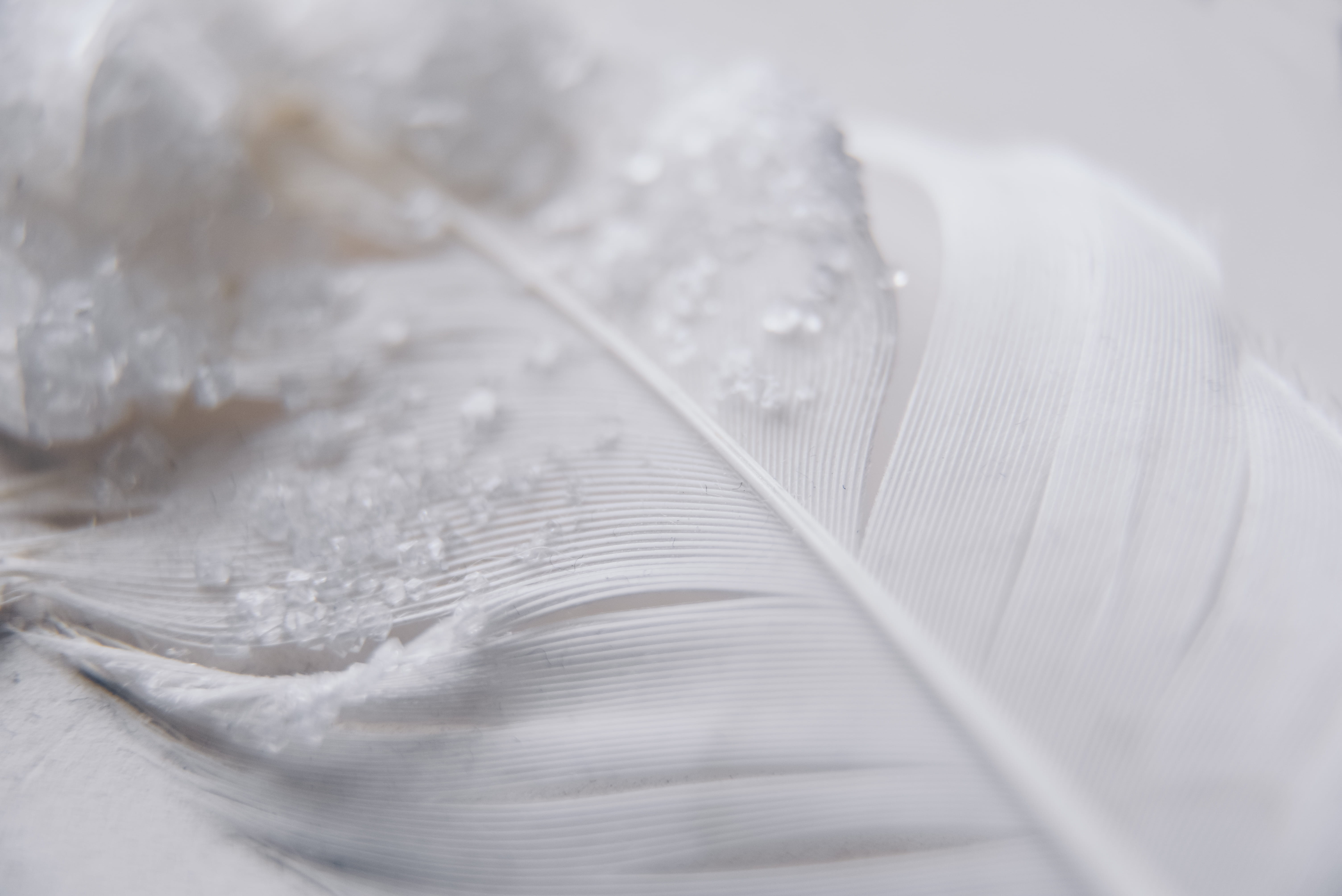 fragility, glitter, 5K, winter, white, backgrounds, textile, feather, sparkle, textured, sparkly, white color, close, nature, no people, macro, indoors, HD Wallpaper