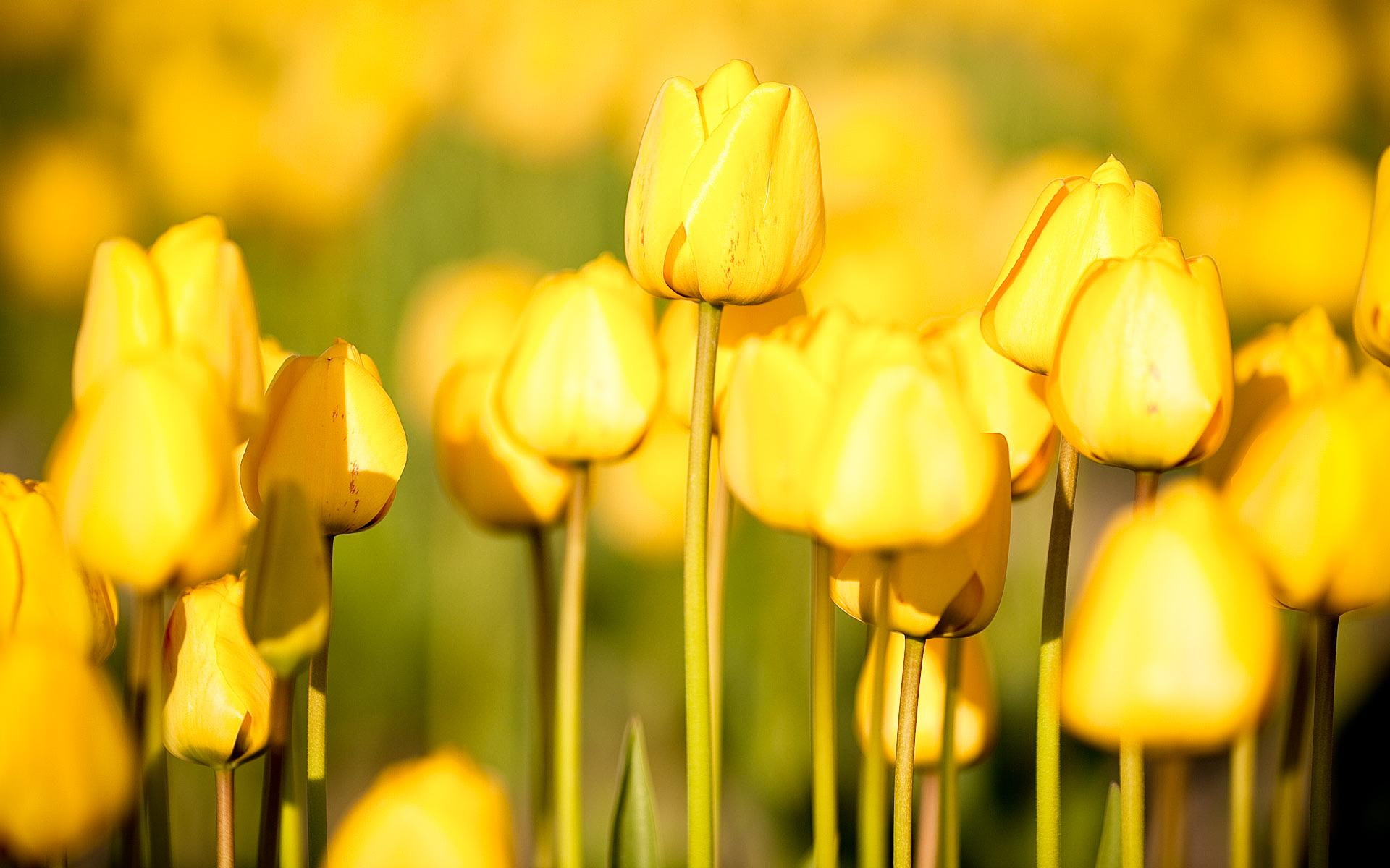 tulips, 1080P, sparkly, sun, 3d and abstract, gold, warm, heike, light, yellow, HD Wallpaper