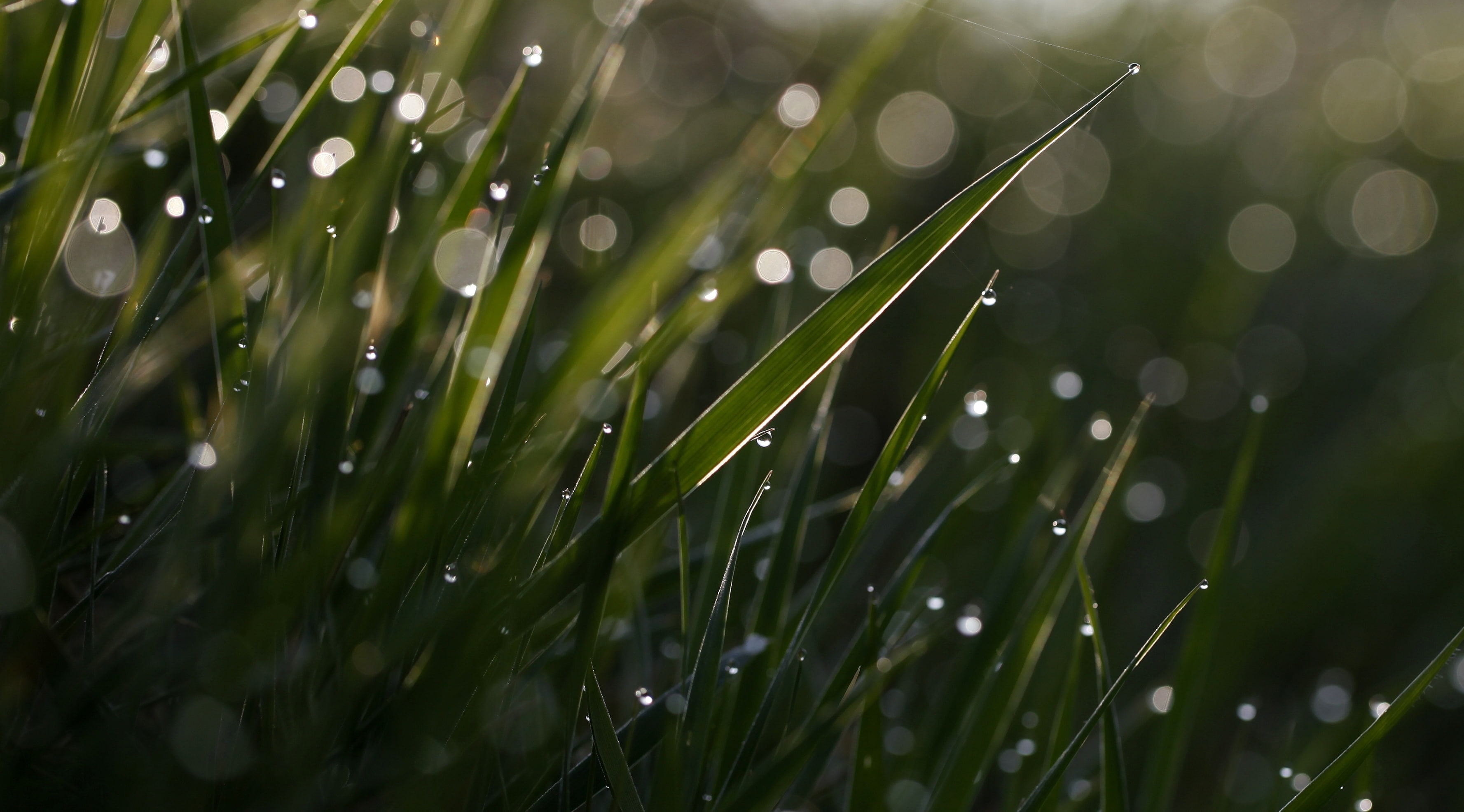 Macro, soocapartfromacrop, droplets, distortion, jennypics, brume, Mist, photobyjennydowning, focus on foreground, Drop, Delicate, Translucent, growth, HD Wallpaper