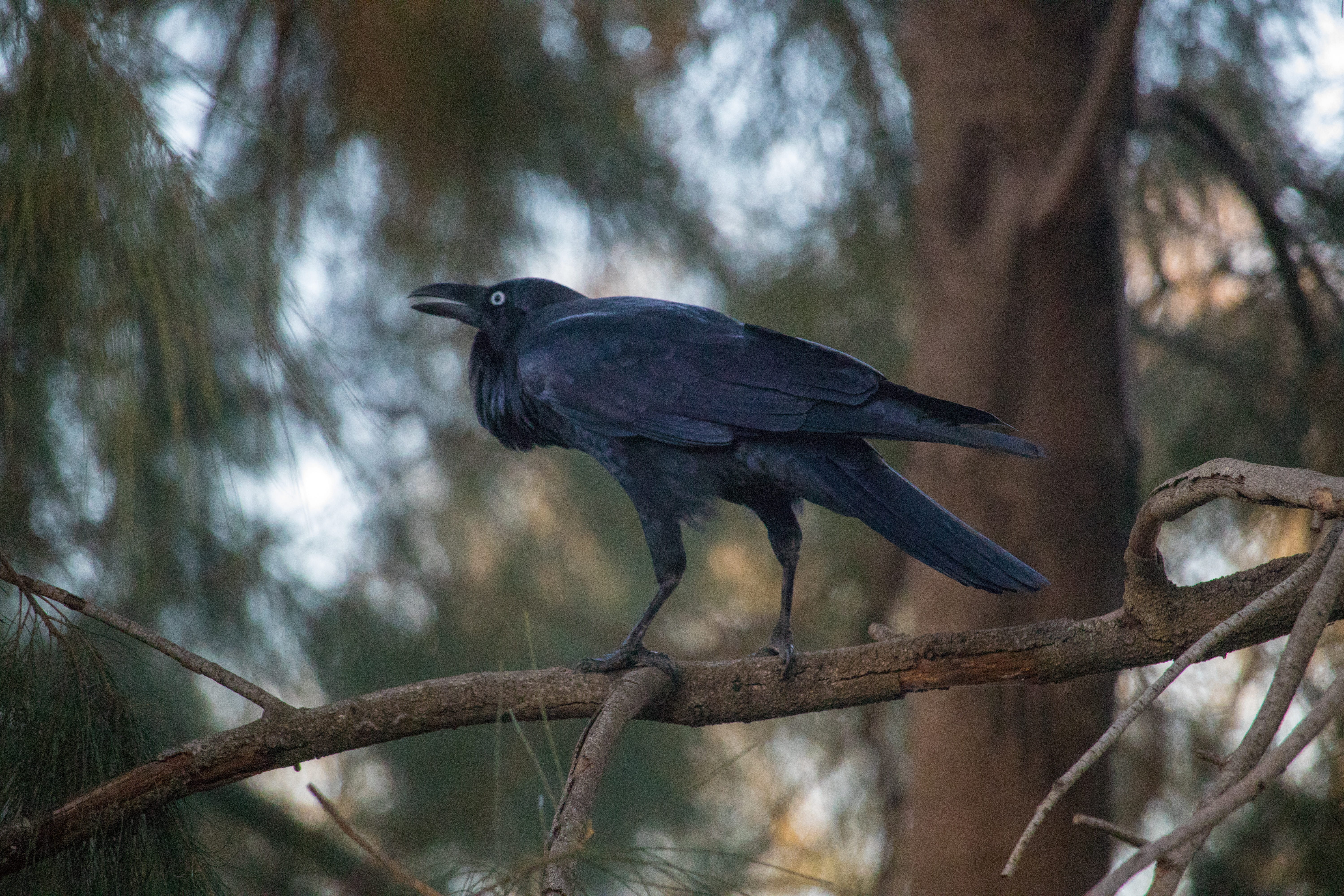 branch, one animal, animal wildlife, nature, black, australian raven, plant, crow, full length, no people, vertebrate, day, bird, focus on foreground, raven - bird, HD Wallpaper