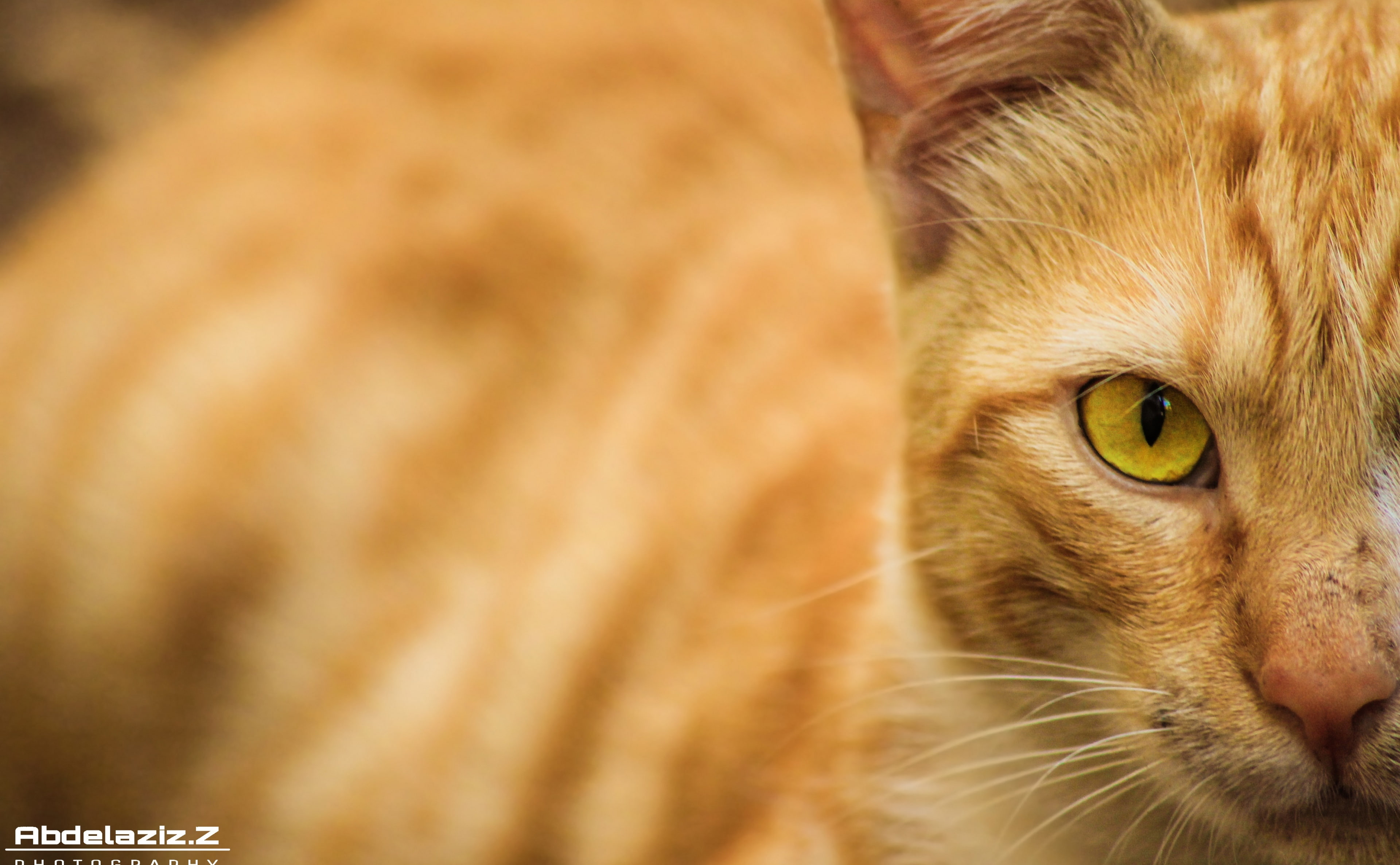 now, animal, sigma, animal head, close-up, feline, animal body part, animal eye, Pets, canon, download, whisker, islam, ginger cat, cat, domestic, no people, HD Wallpaper