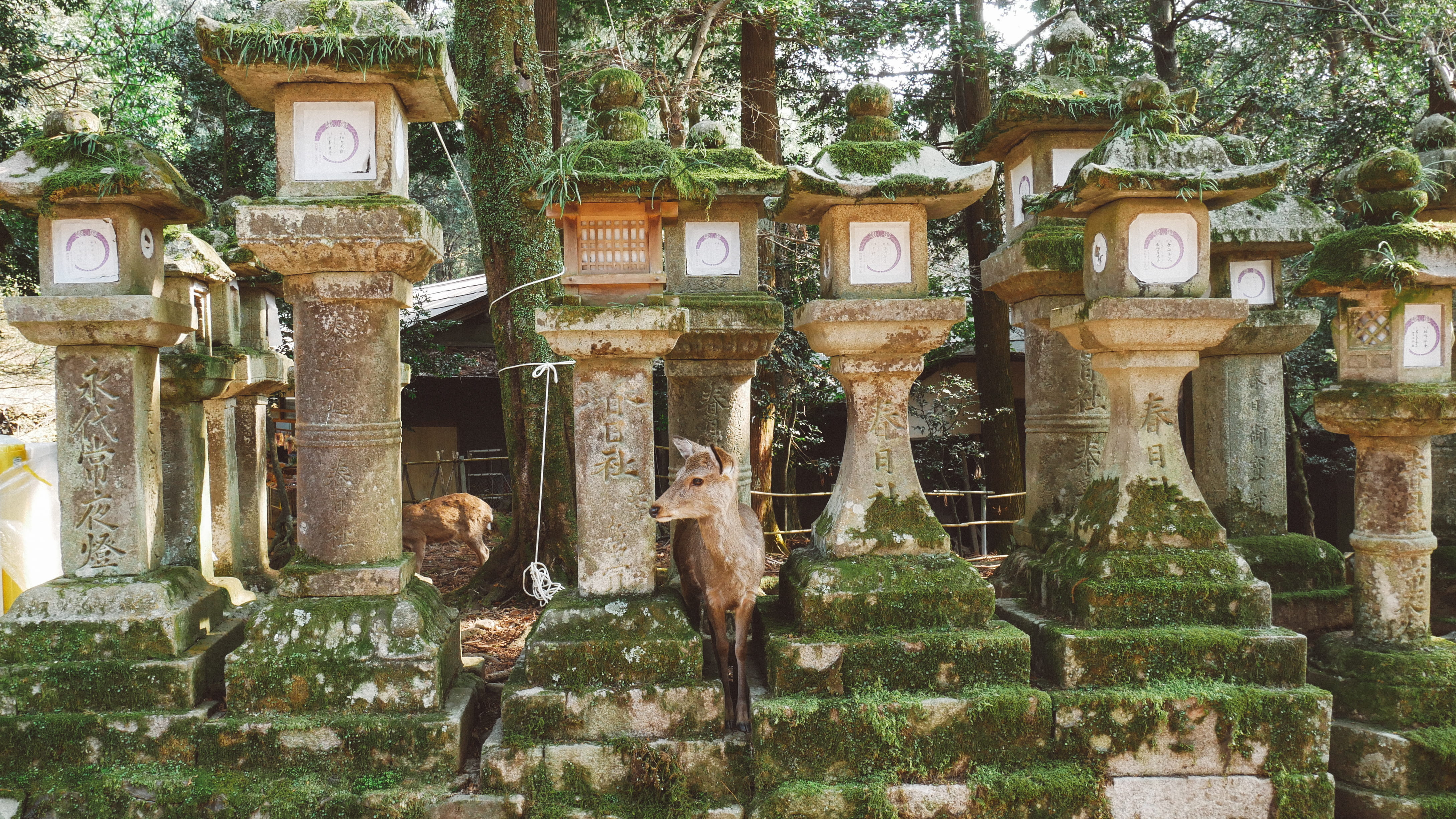 nature, nara, 4K, history, day, religion, ancient, belief, building, place of worship, architectural column, nara park, architecture, old, outdoors, building exterior, HD Wallpaper