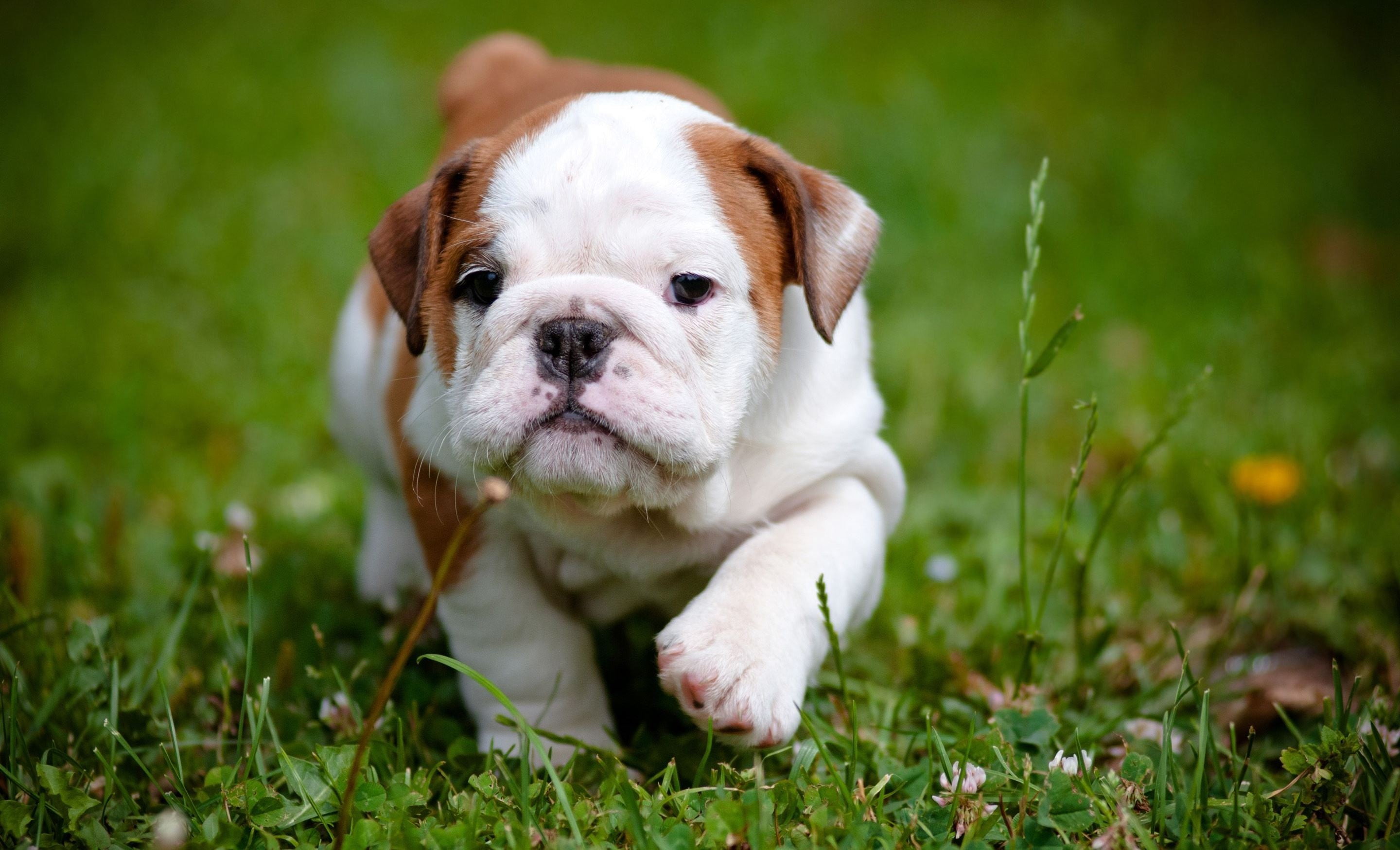 day, pets, flower, young animal, field, vertebrate, hana, animal beauty, puppy bulldog, puppy, animal head, cuddly, dog, 2K, grass, outdoor, close-up, HD Wallpaper