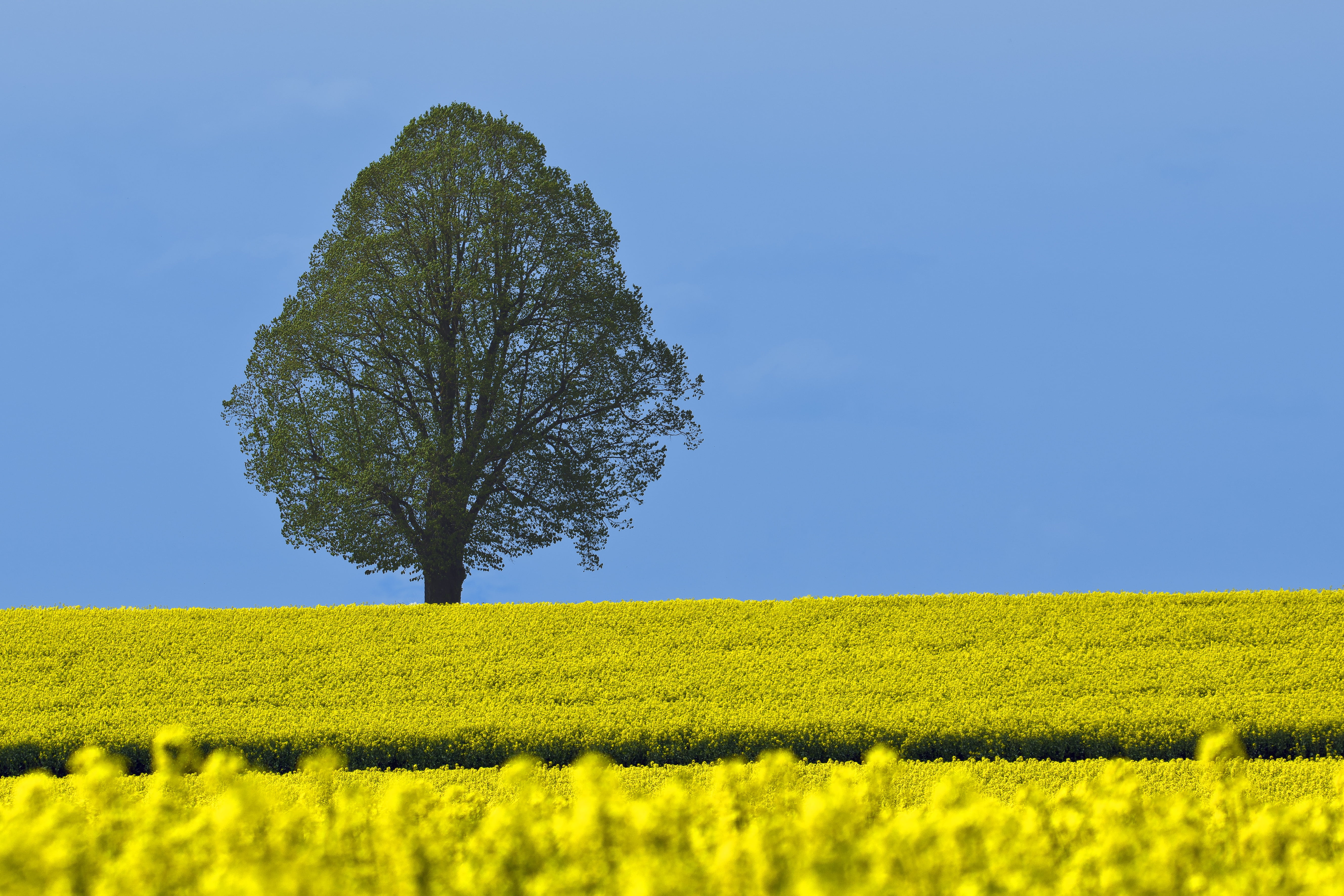 sky, horizon over land, grass, scenics, no people, crop, tree, leaf, tranquility, green, summer, nature, outdoors, daytime, blue, blue sky, rural scene, HD Wallpaper
