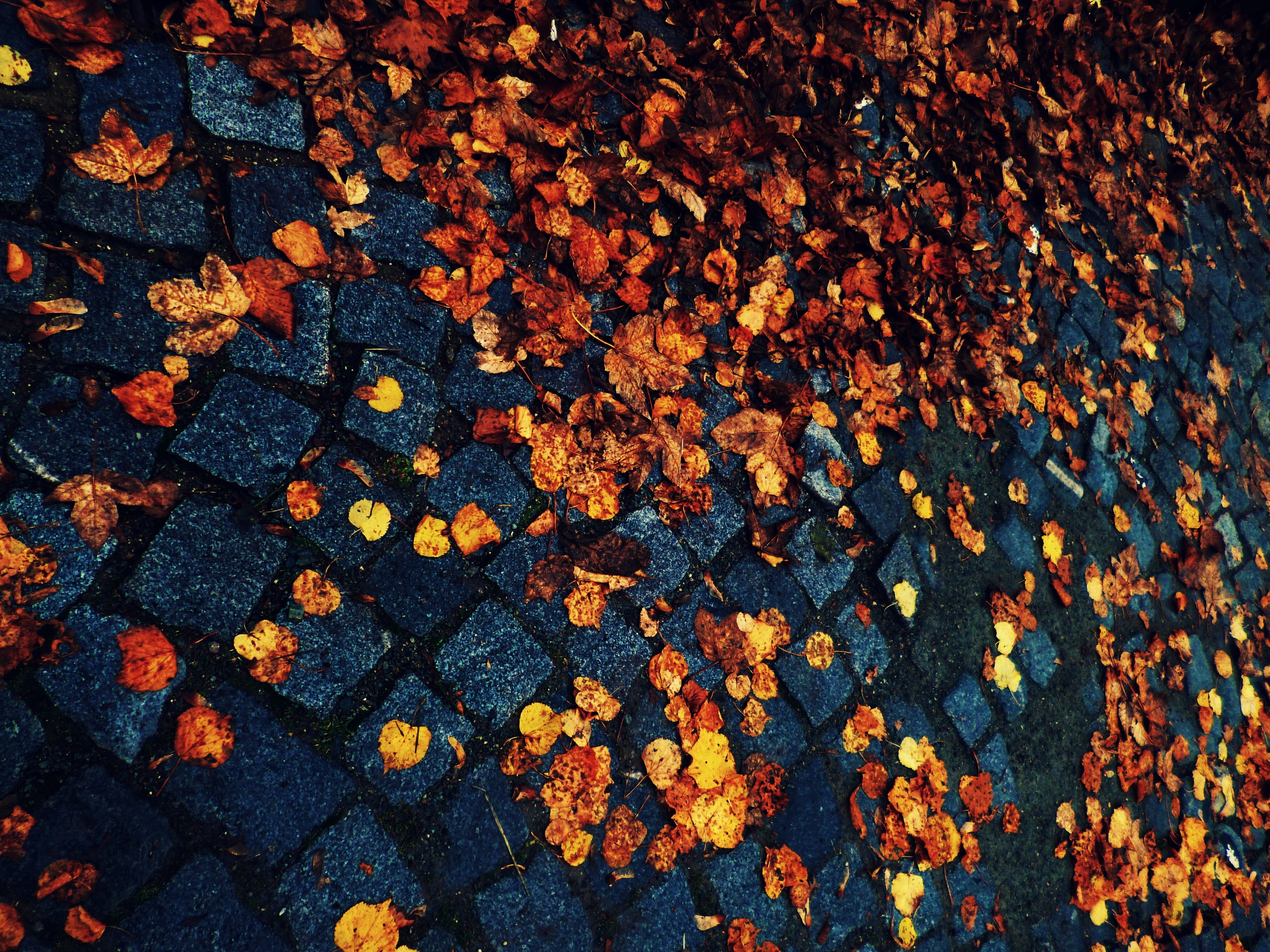 cobbles, plant part, autumn, high angle view, autumn collection, 4K, day, natural condition, fall, change, paving, dry, leaf, nature, ground, plant, beauty in nature, HD Wallpaper