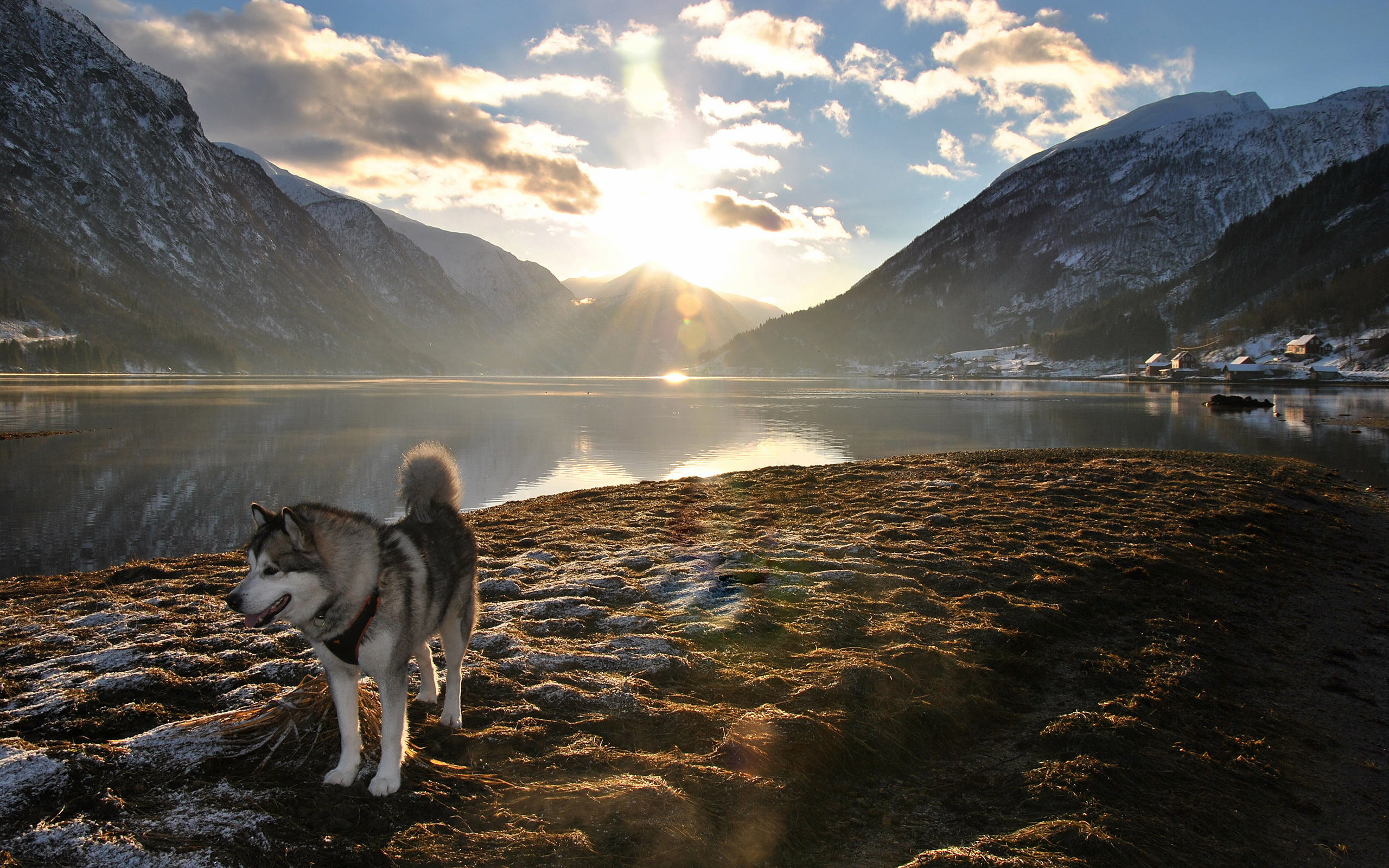 2K, lake, hd, husky, mountains, nature, dog, sunlight, landscape, HD Wallpaper