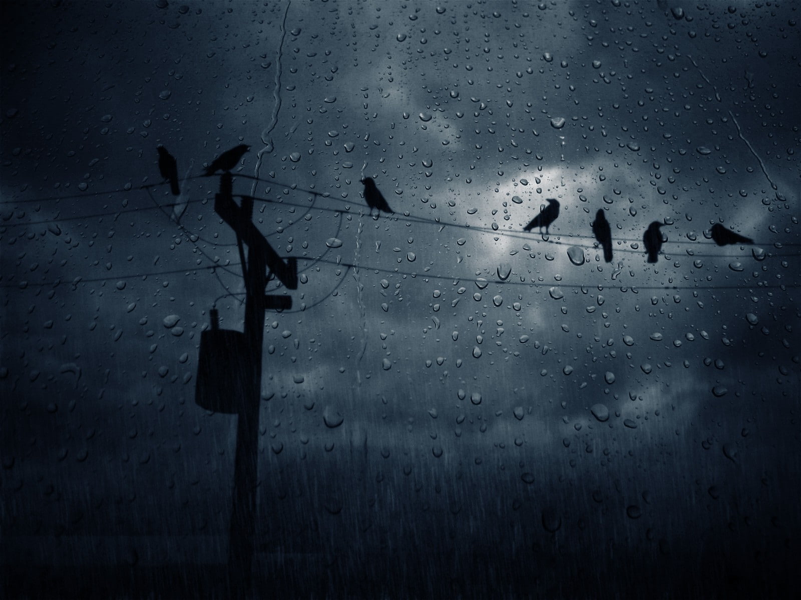 rain, storm, clouds, animals, power lines, dark, water drops, birds, 720P, HD Wallpaper