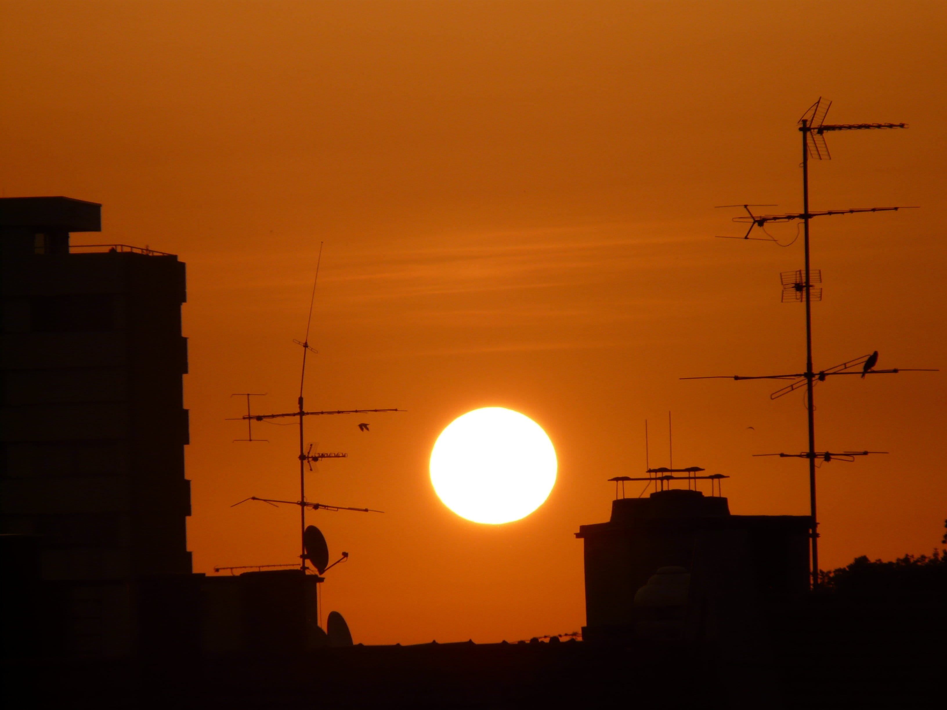2K, bird, Sky, sunlight, Sunset, sun, yellow, Sun, home, Red, technology, beauty in nature, animal themes, antenna, no people, Red, outdoors, nature, orange color, HD Wallpaper