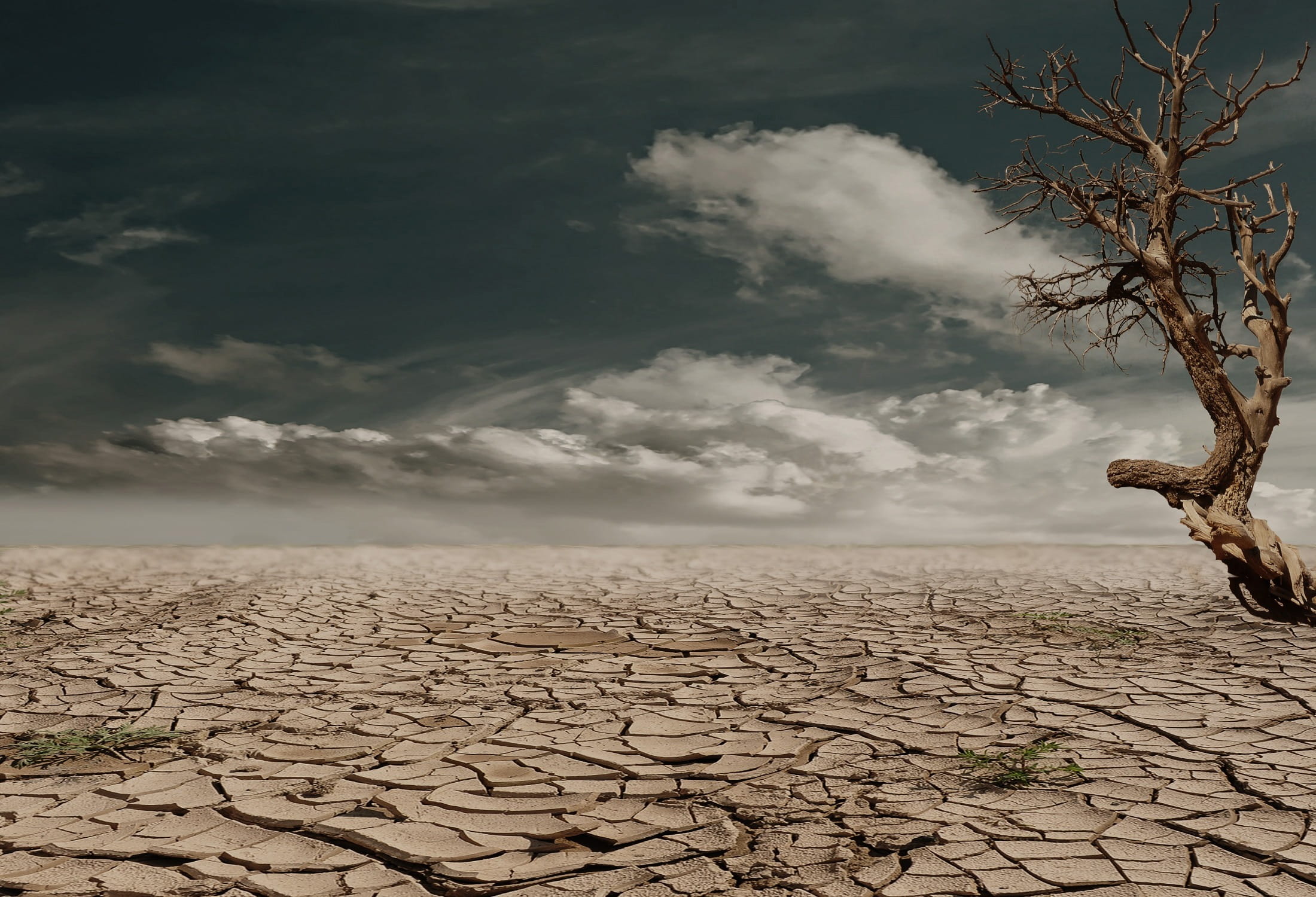 arid climate, arid, clouds, bare, land, scenics - nature, tree, cloud - sky, remote, photo, plant, drought, brown, non-urban scene, climate change, surface, HD Wallpaper