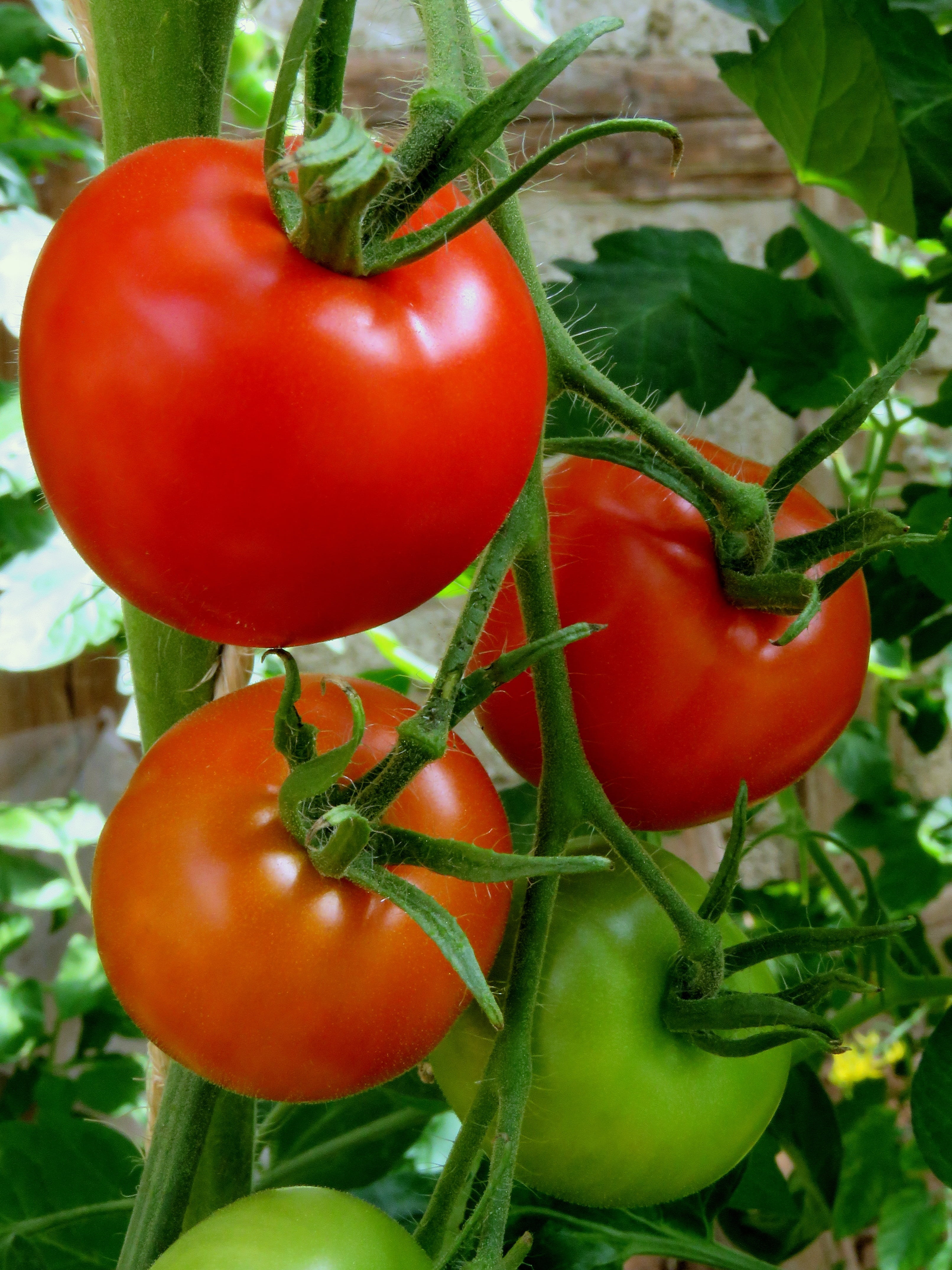 green color, plant, juicy, growth, nature, maturity level, no people, unripe, 4K, trusses, food, day, bush tomatoes, plant stem, tomato plant, close-up, Phone HD Wallpaper