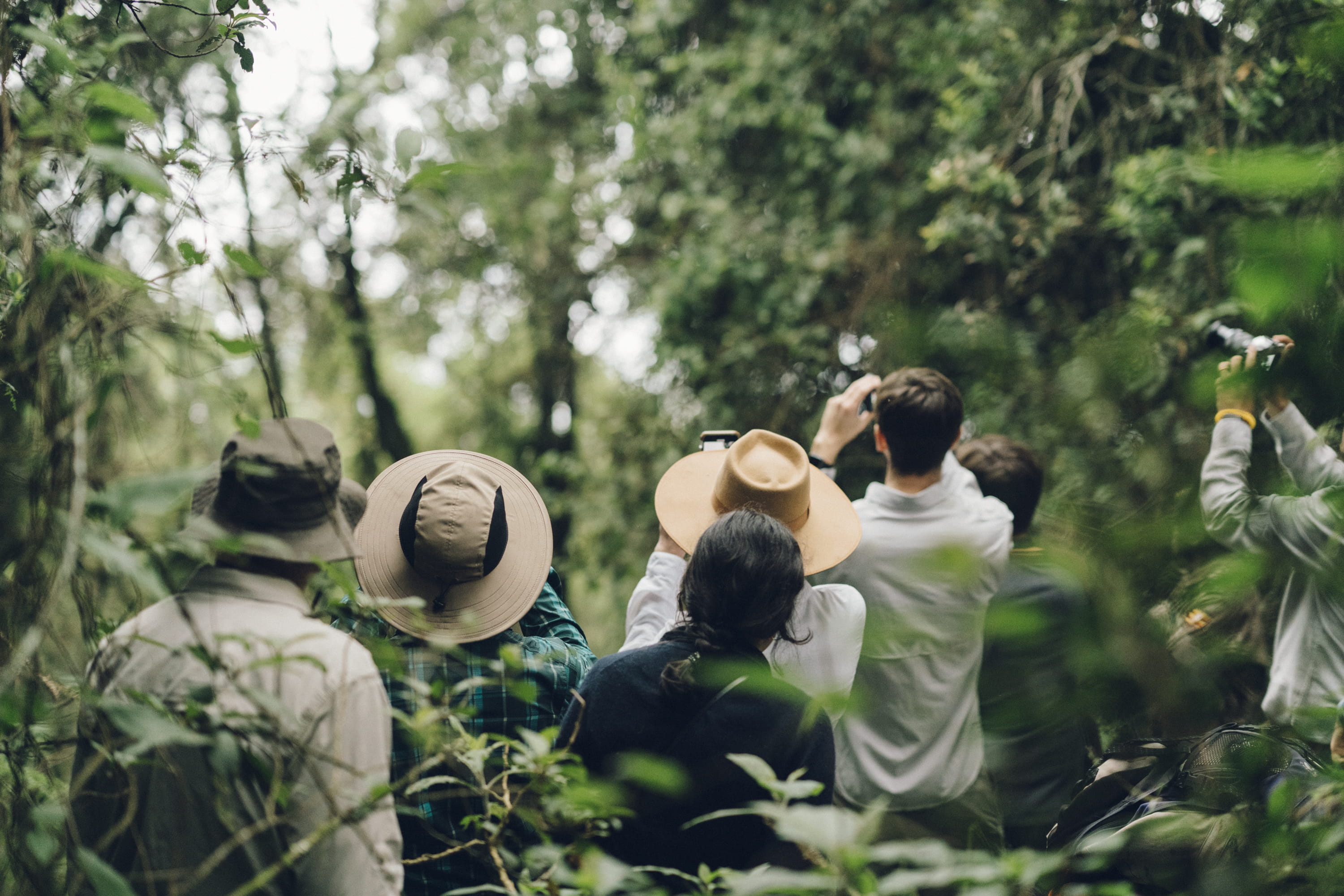 representation, green color, uganda, woodland, people, vegetation, plant, outdoors, sphere, land, bwindi impenetrable national park, women, hat, growth, HD Wallpaper