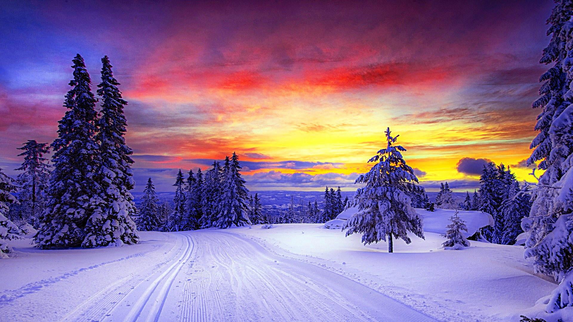 trees, cloud - sky, winter, forest, snow, beauty in nature, sunset, sky, transportation, tree, pines, cold temperature, landscape, environment, no people, HD Wallpaper