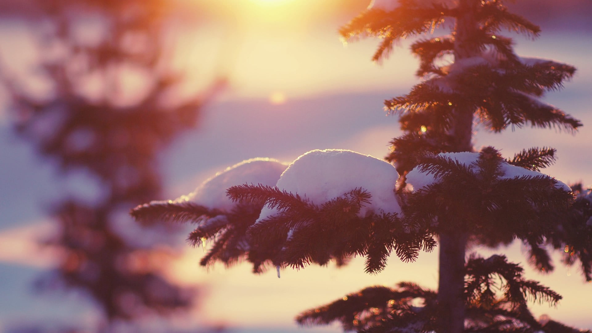 growth, pine trees, branch, nature, no people, tree, beauty in nature, trees, sunlight, sky, winter, pine tree, pine, focus on foreground, coniferous tree, HD Wallpaper