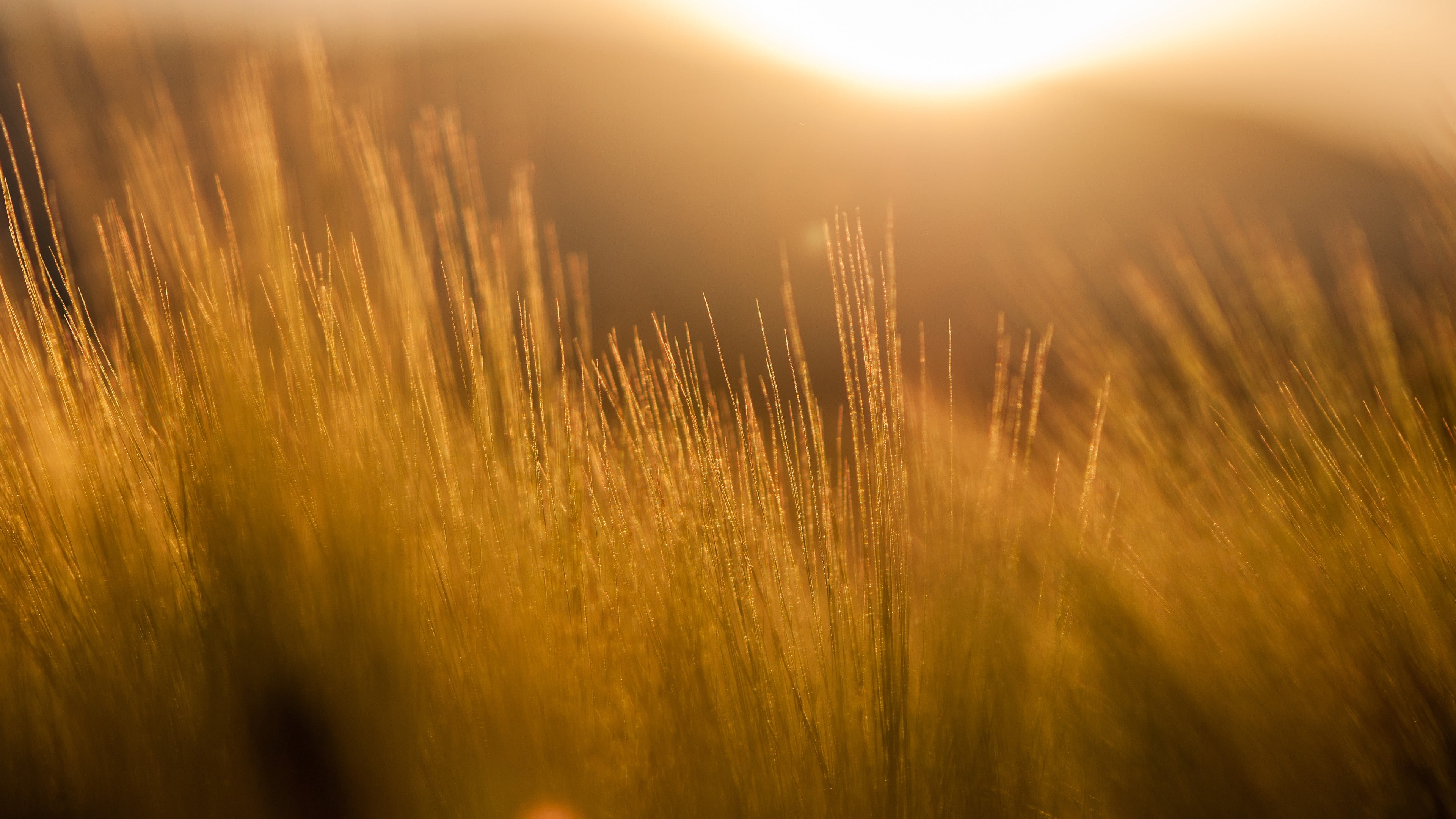 field, nature, beauty in nature, sunbeam, filter, landscape, gold colored, sun rays, cereal plant, focus, agriculture, 4K, sun, backgrounds, summer, lights, HD Wallpaper