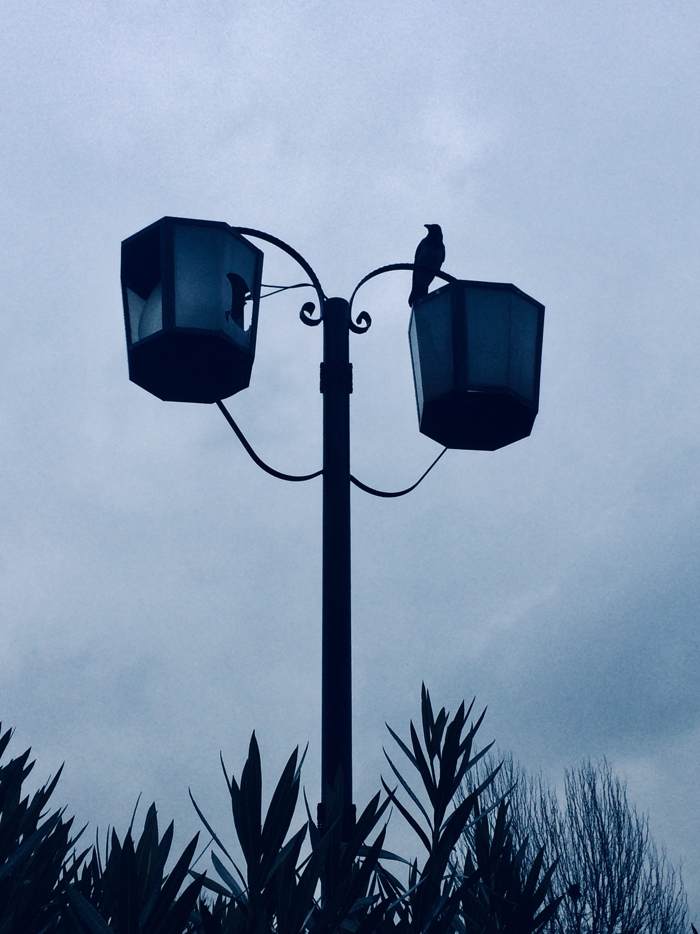 sky, technology, zeytinburnu, silhouette, surveillance, security camera, travel, steeple, cross, plant, palm tree, street, light, turkey, street light, Phone HD Wallpaper