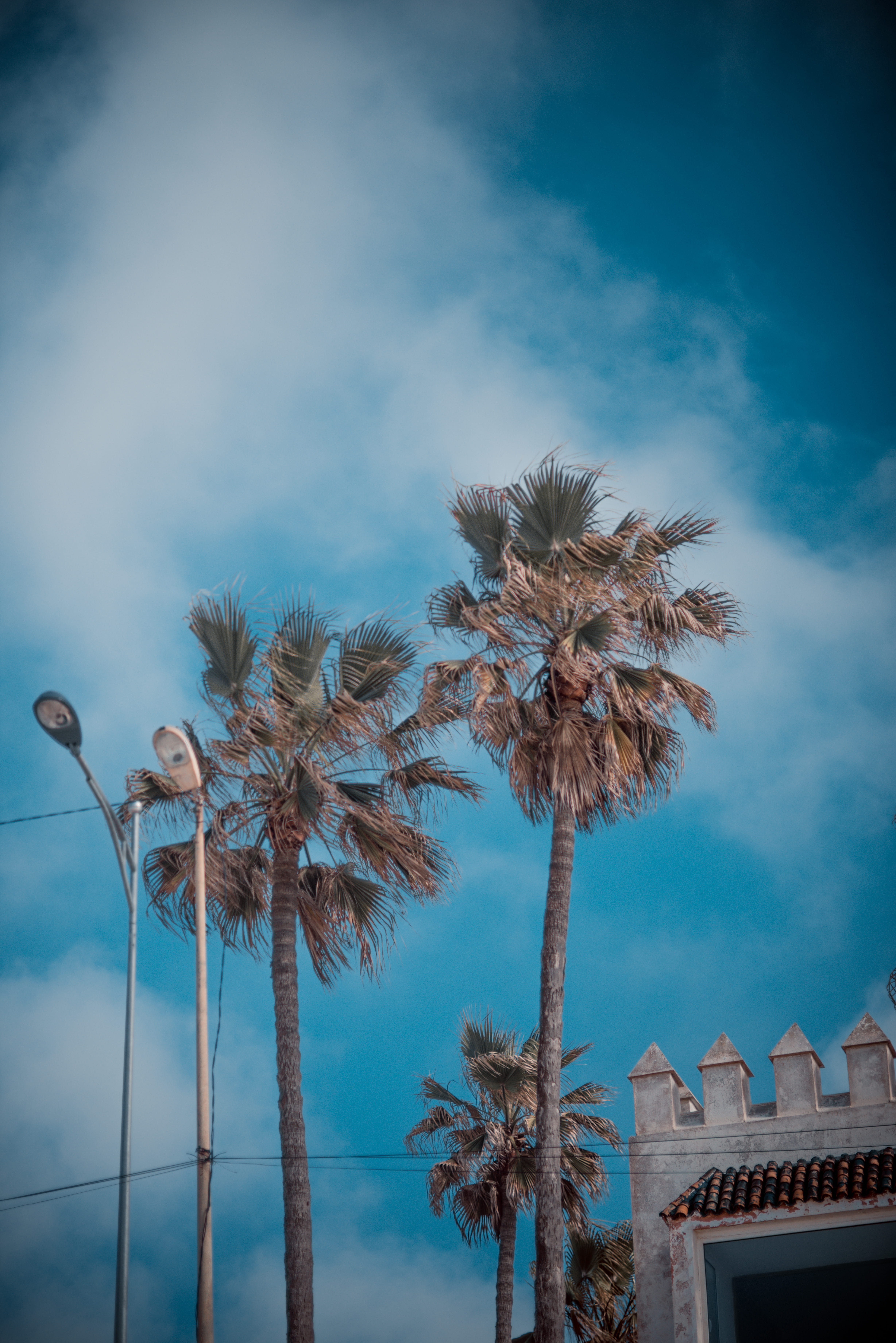 cloud - sky, outdoors, architecture, sky, beauty in nature, plant, garden, colors, tree trunk, low, low angle view, lamp post, palm, flare, light, nature, Phone HD Wallpaper