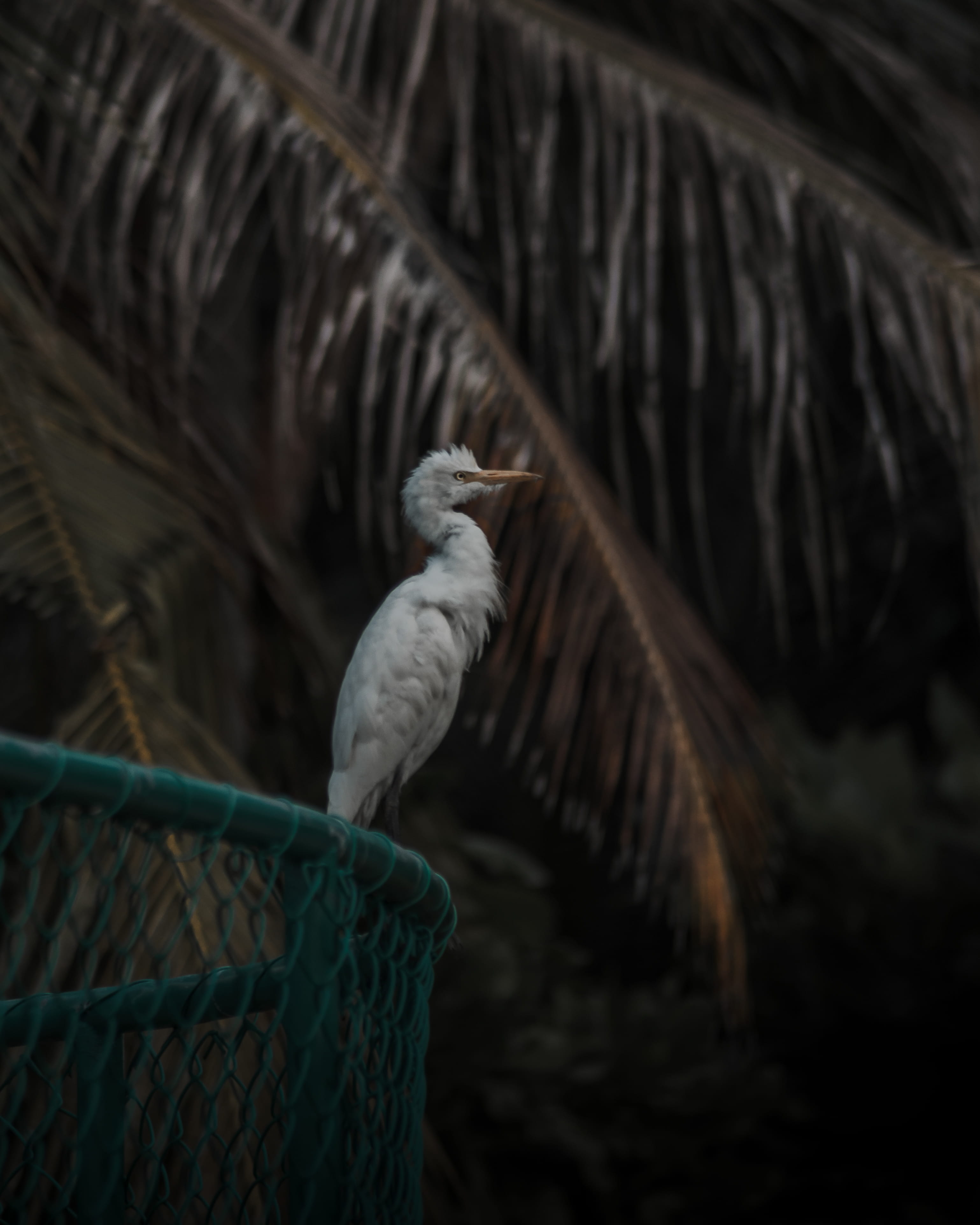 perching, anthus, outdoors, close-up, green, waterfowl, metal, animal wildlife, animals in captivity, ardeidae, heron, bird, animal themes, animal body part, Phone HD Wallpaper