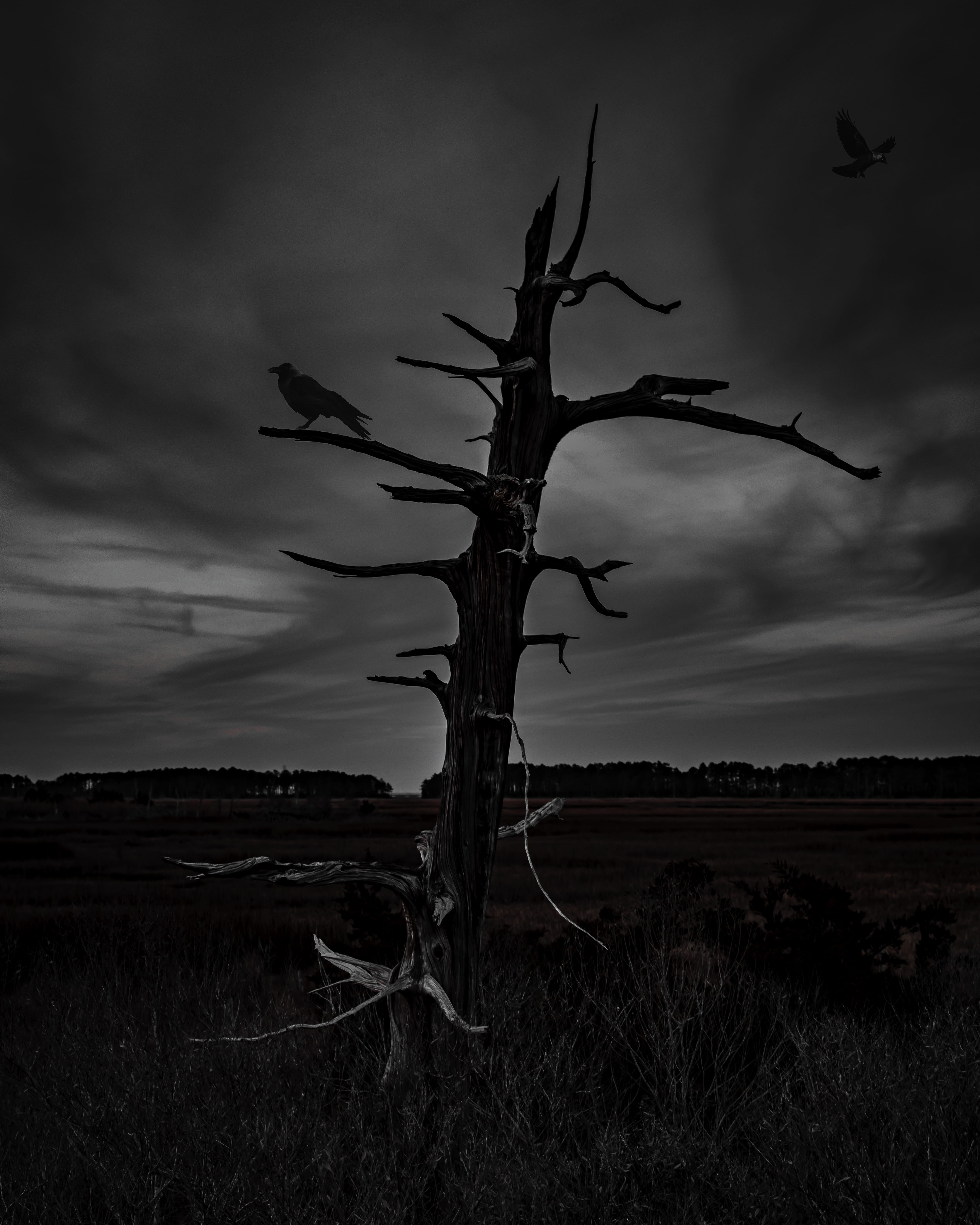 weather, silhouette, nature, bare tree, cross, grassland, tree, plant, non-urban scene, dead plant, cloud - sky, remote, animal, outdoors, tree trunk, beauty in nature, Phone HD Wallpaper