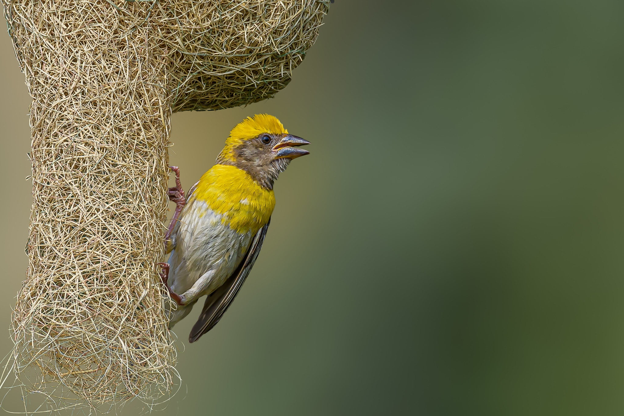 1080P, socket, weaver-Baja, bird, HD Wallpaper