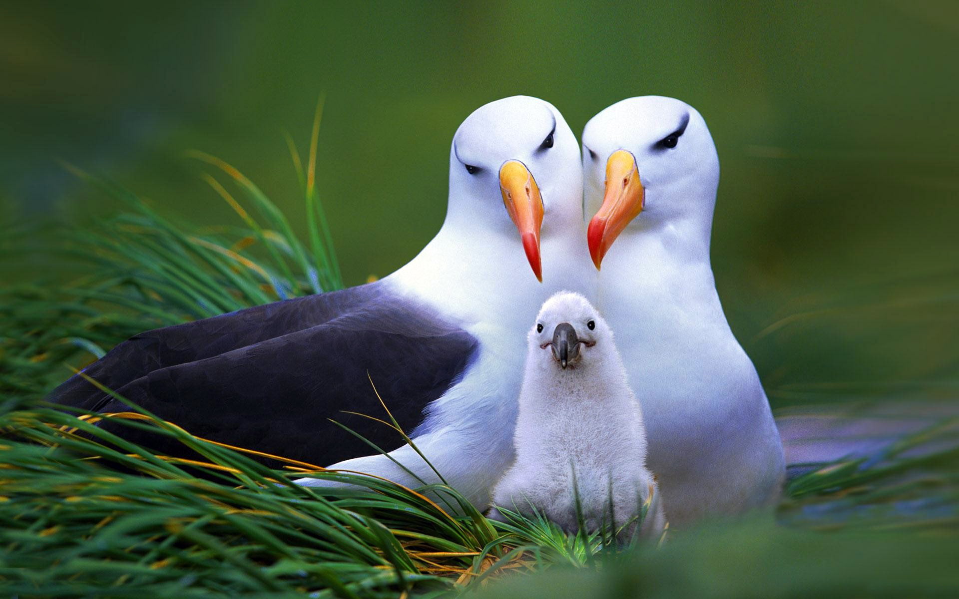 water, care, GRASS, close-up, togetherness, day, two animals, bird, BACKGROUND, FAMILY, vertebrate, animal, GREEN, SOCKET, animal themes, selective focus, HD Wallpaper