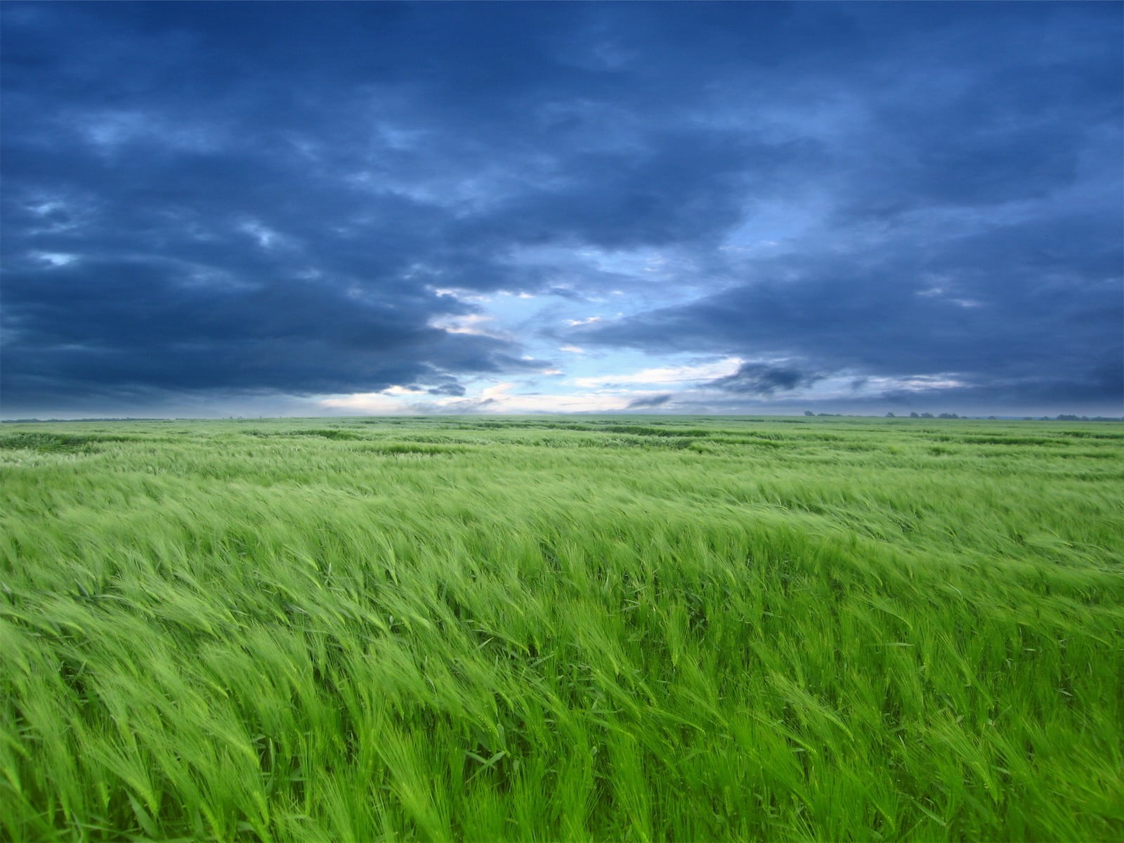 nature, plant, farm, wind, no people, environment, land, crop, field, barley, green, springtime, 720P, horizon over land, green color, horizon, rural scene, HD Wallpaper