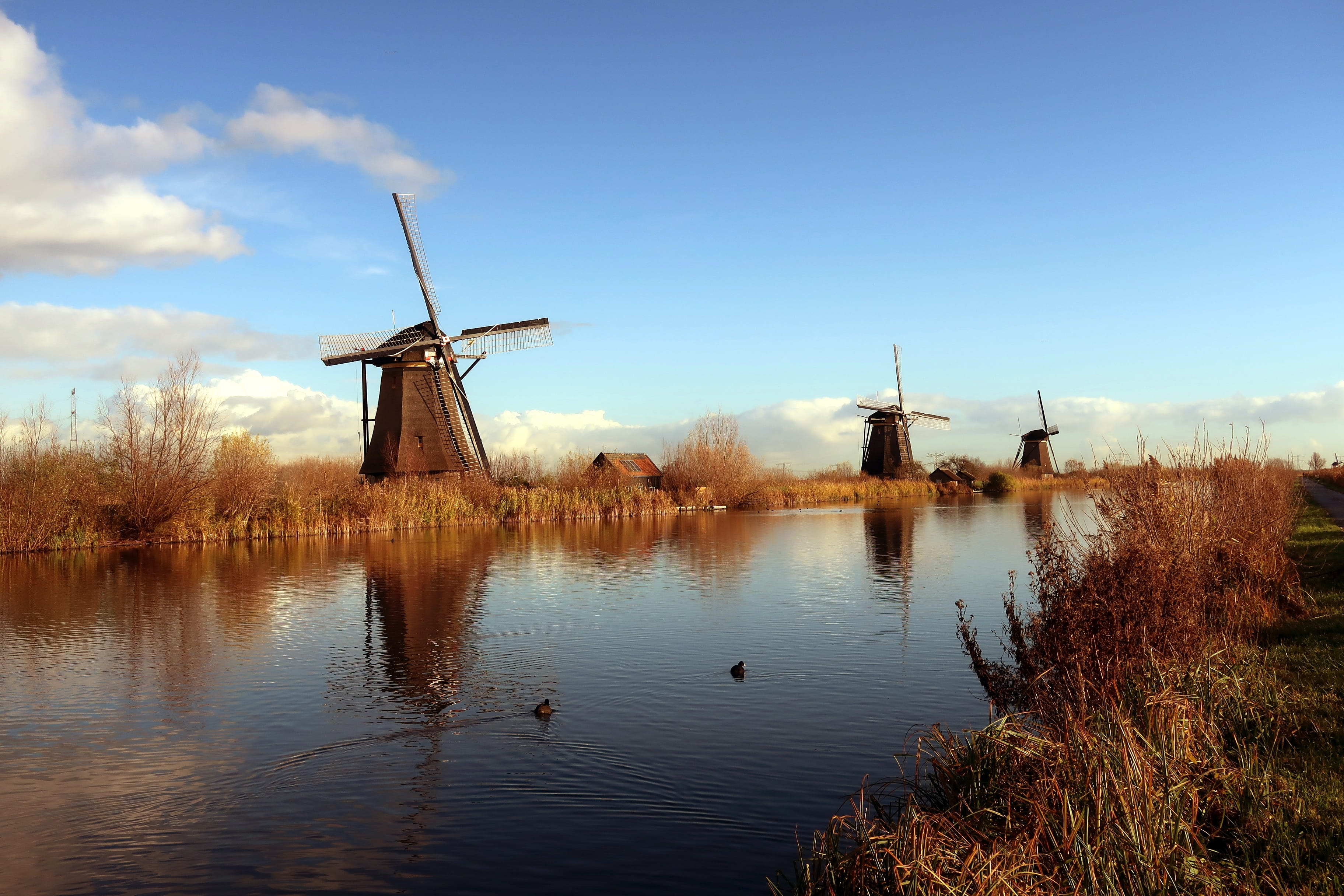 mill blades, 2K, tourism, mills, day, windmills, tree, no people, environmental conservation, holland, traditional windmill, beauty in nature, wind mill, HD Wallpaper