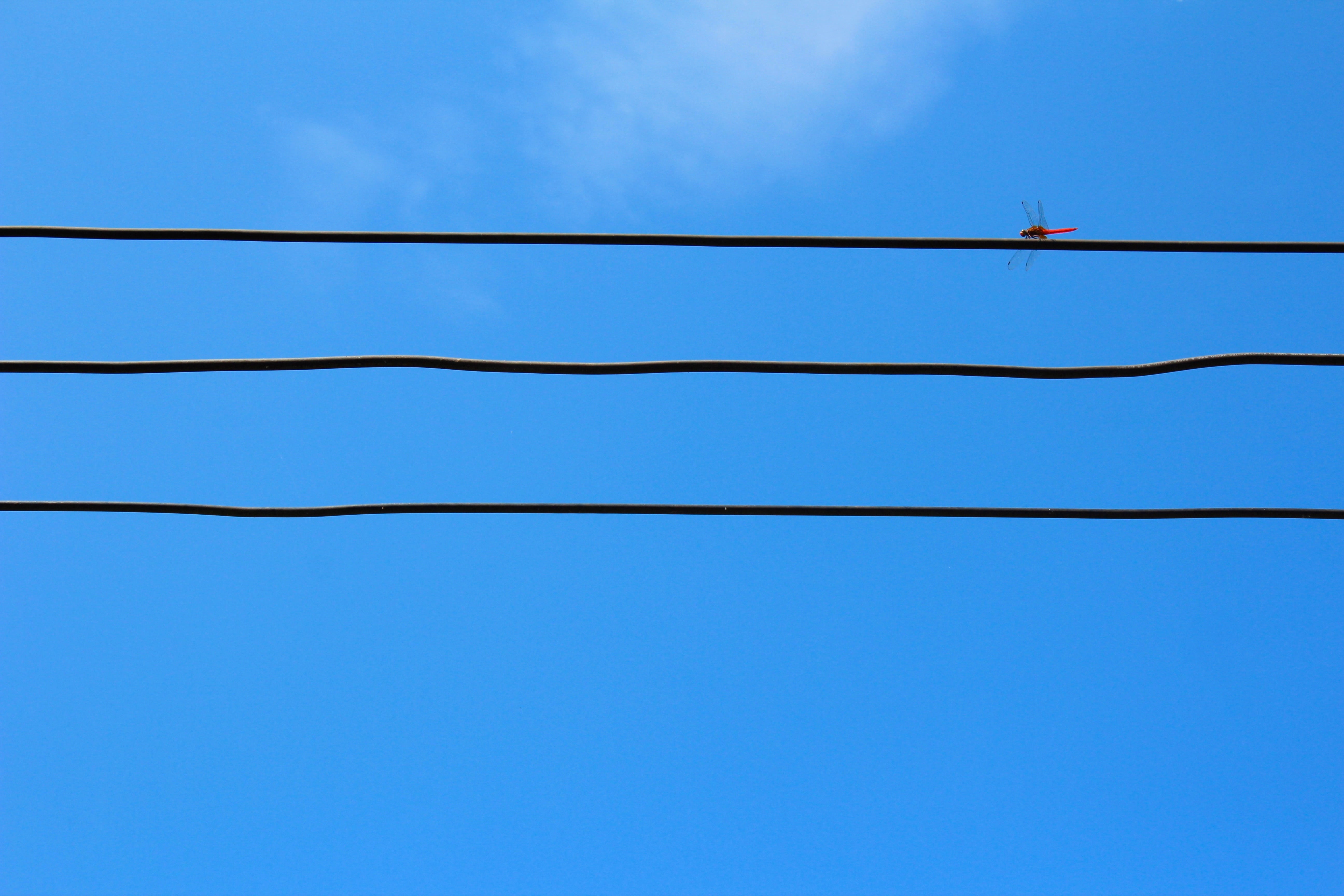 dragonfly, low angle view, outdoors, clear sky, nature, electricity, copy space, fuel and power generation, blue, day, strommast, telephone line, wire, HD Wallpaper