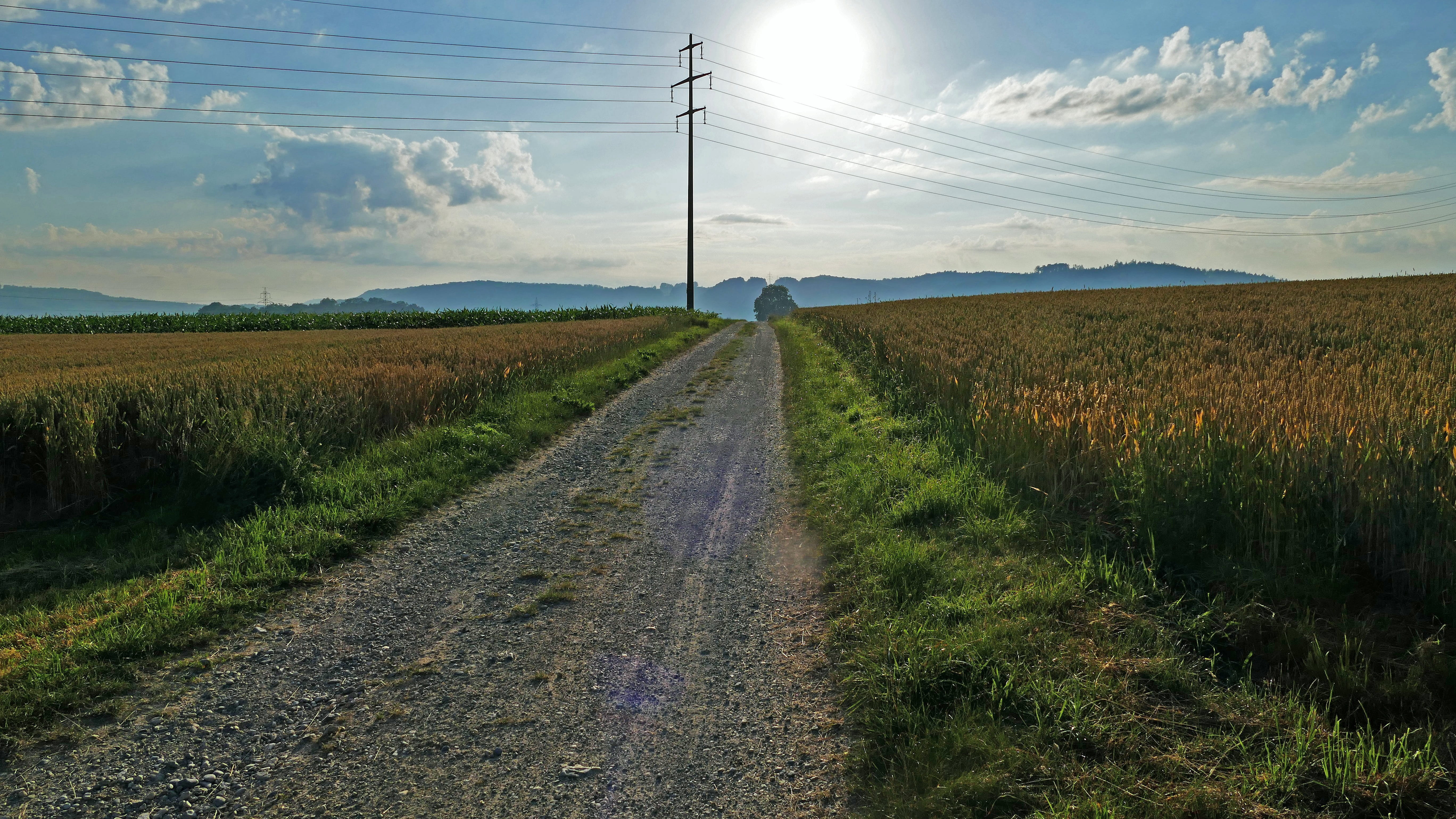 tree, landscape, fields, sun, environment, plant, strommast, land, power cable, electricity, lens flare, cloud - sky, sky, cereals, lane, scenics - nature, HD Wallpaper