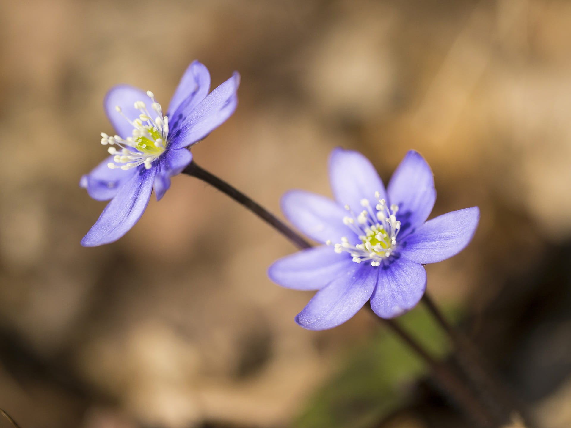 growth, fragility, blossom, inflorescence, nature, vulnerability, environment, no people, beauty in nature, freshness, flower head, hepatica nobilis, early bloomer, HD Wallpaper