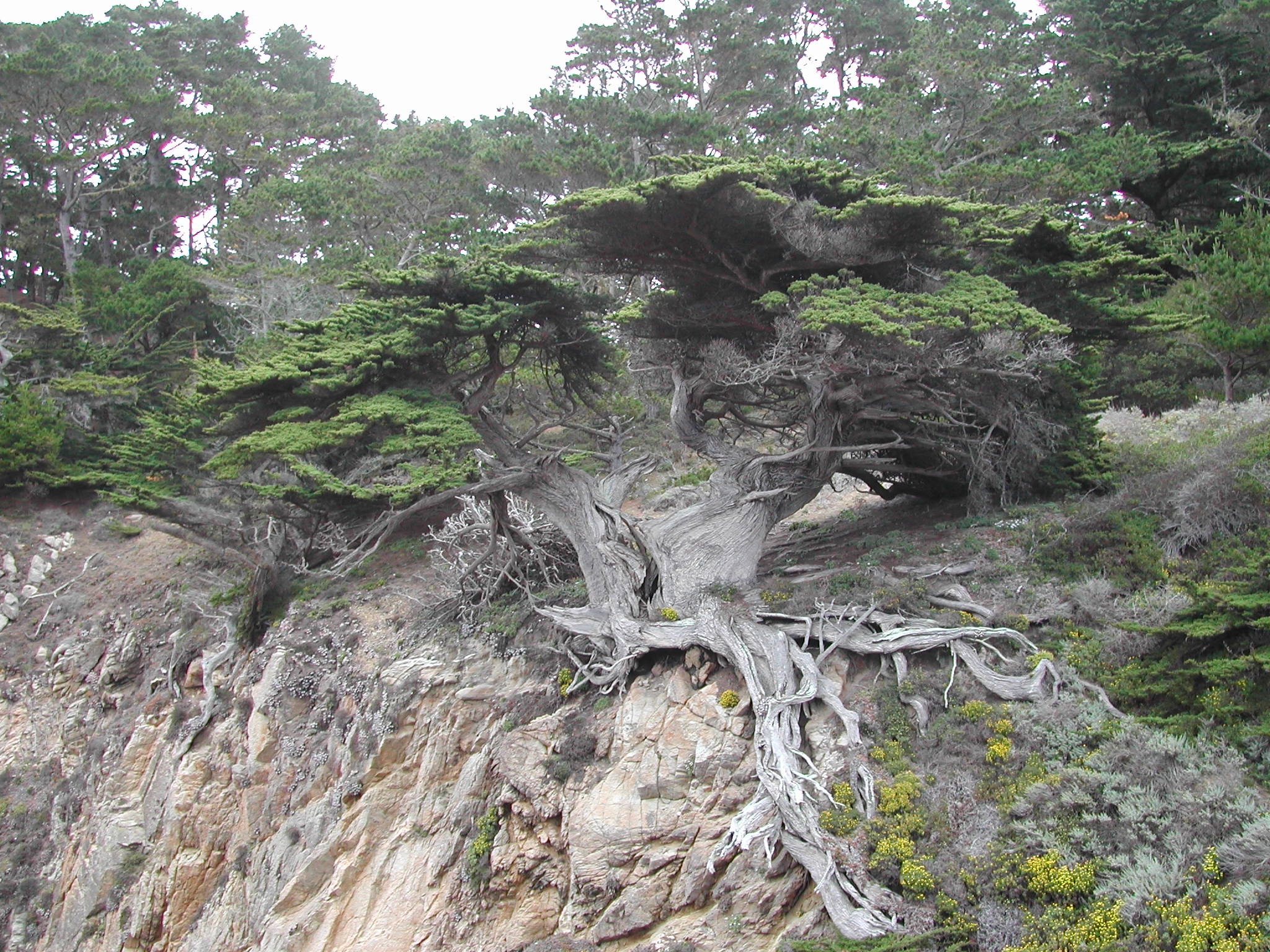 tranquility, no people, coast, rock formation, rock, plant, coastline, nature, forest, rock - object, non-urban scene, exposed, mountain, 1080P, environment, HD Wallpaper