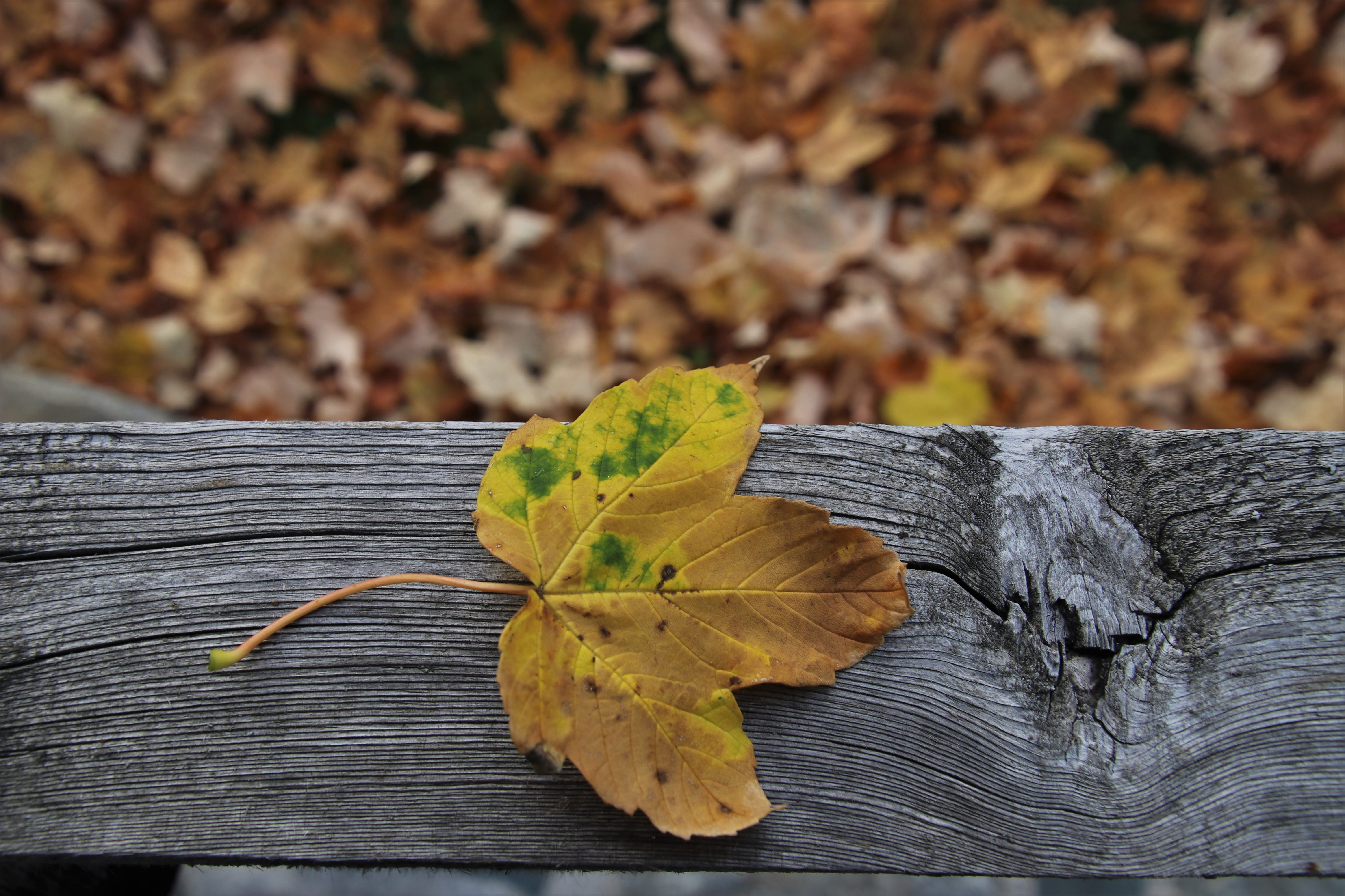wooden, oct, maple leaf, plant, textured, nature, wooden beam, wood - material, yellow, day, foliage, 5K, falling, vulnerability, no people, change, bark, HD Wallpaper