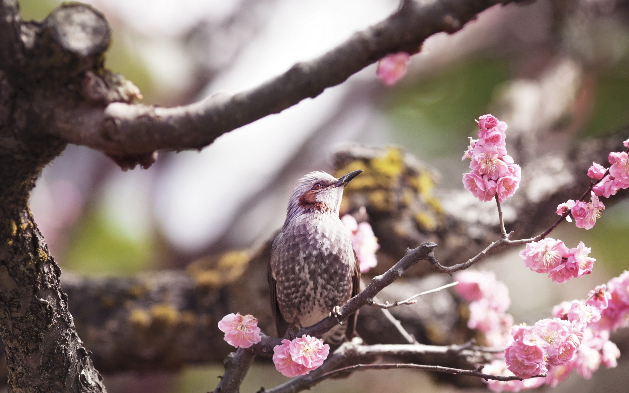 selective focus, leaf, twig, animal themes, starling, perching, cherry blossom, day, bird, plant, multi Colored, branch, flower, red, wildlife, no people, HD Wallpaper