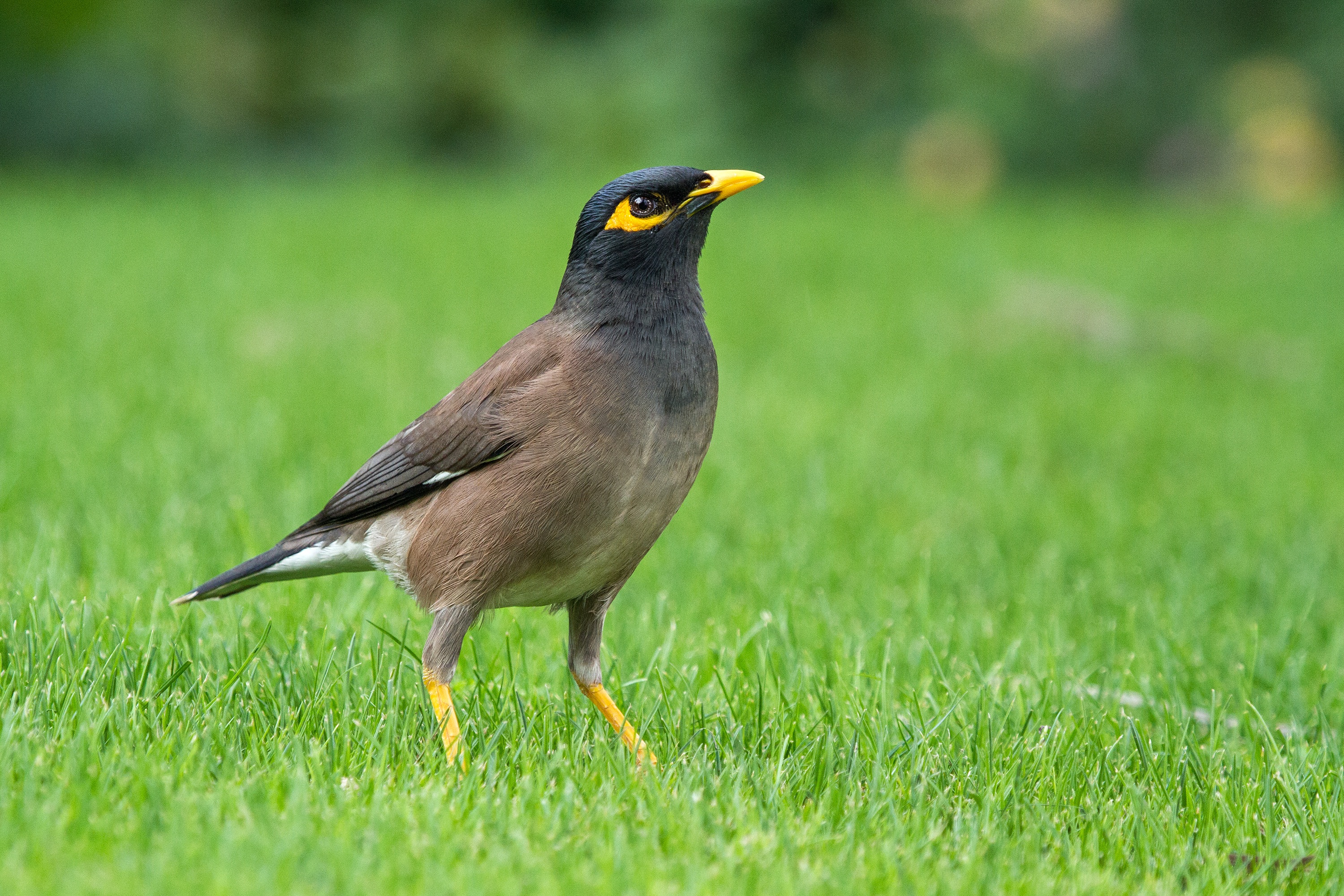 land, acridotheres tristis, selective focus, outdoors, bird, outdoor, 2K, brown, animal themes, sturnidae, field, standing, focus on foreground, grass, HD Wallpaper