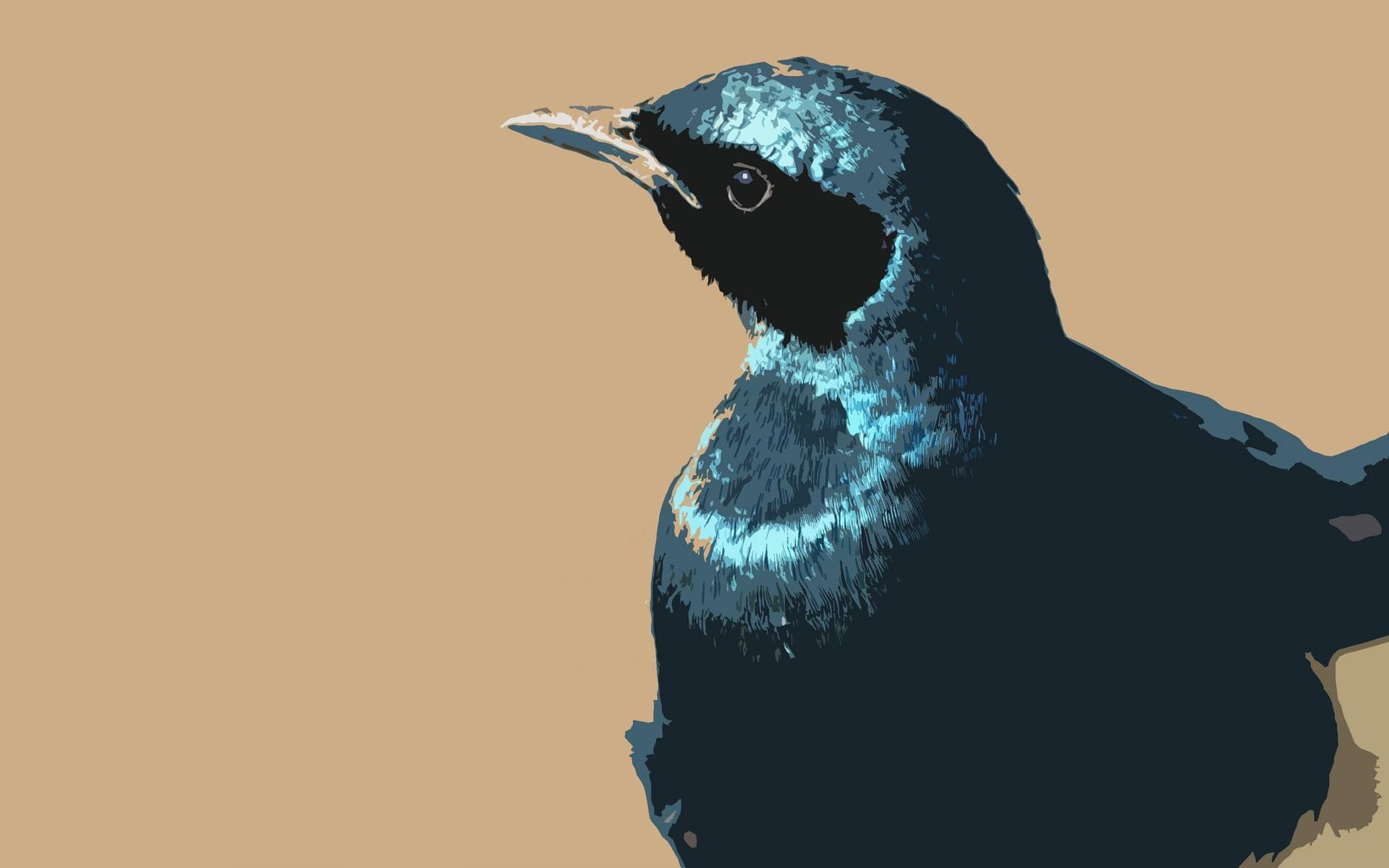glossy starling, 1080P, brown, animals, africa, blue, south africa, starling, cream, glossy, bird, burchell, nature, HD Wallpaper