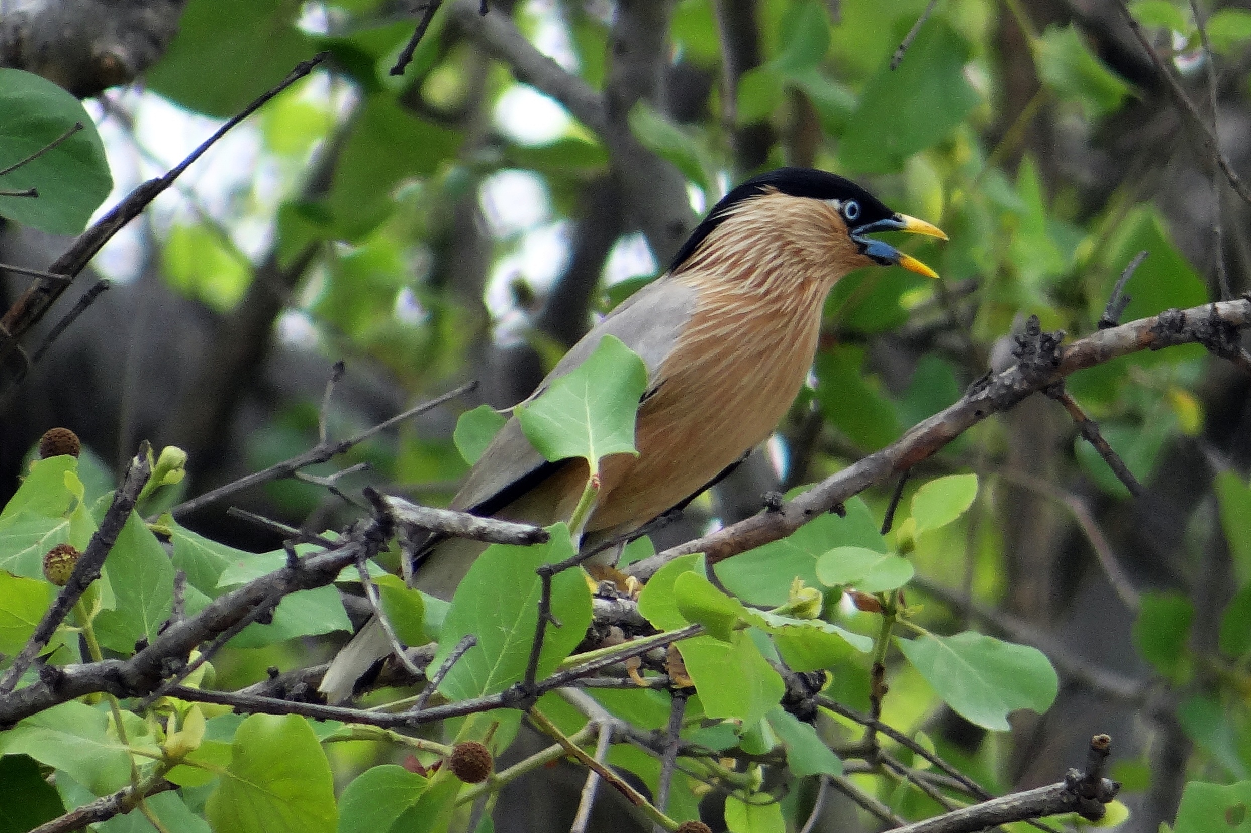 tree, bird sanctuary, myna, beak, focus on foreground, plant part, animals in the wild, outdoors, vertebrate, no people, sturnia pagodarum, animal wildlife, HD Wallpaper