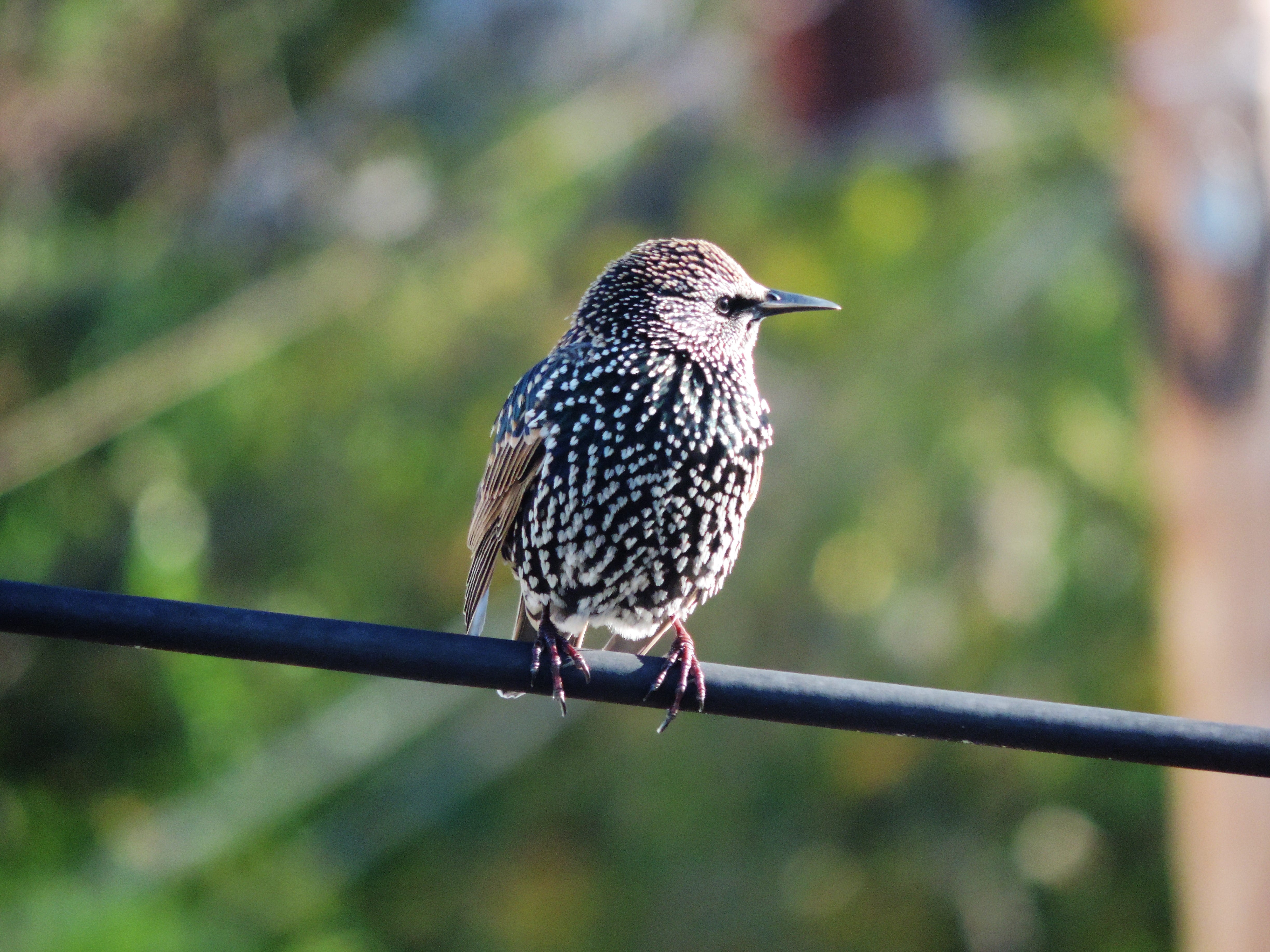 focus on foreground, animal themes, quail, accipiter, day, one animal, railing, woodpecker, blackbird, full length, starling, nature, dove, 4K, wren, animals in the wild, HD Wallpaper