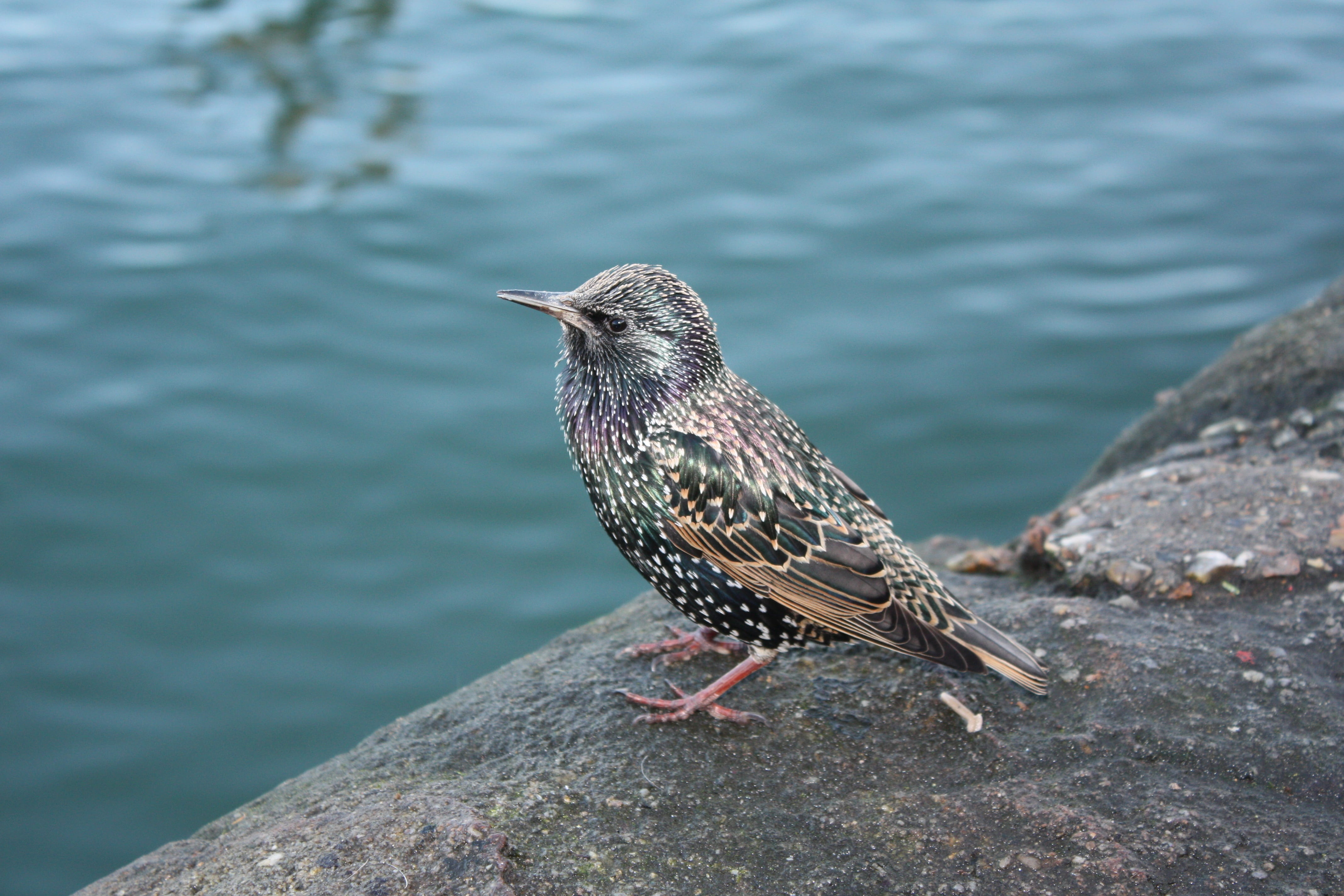 nature, solid, animal wildlife, one animal, focus, animal, standing, 4K, selective, rock - object, photo, animal themes, starling, outdoors, bird, river, HD Wallpaper