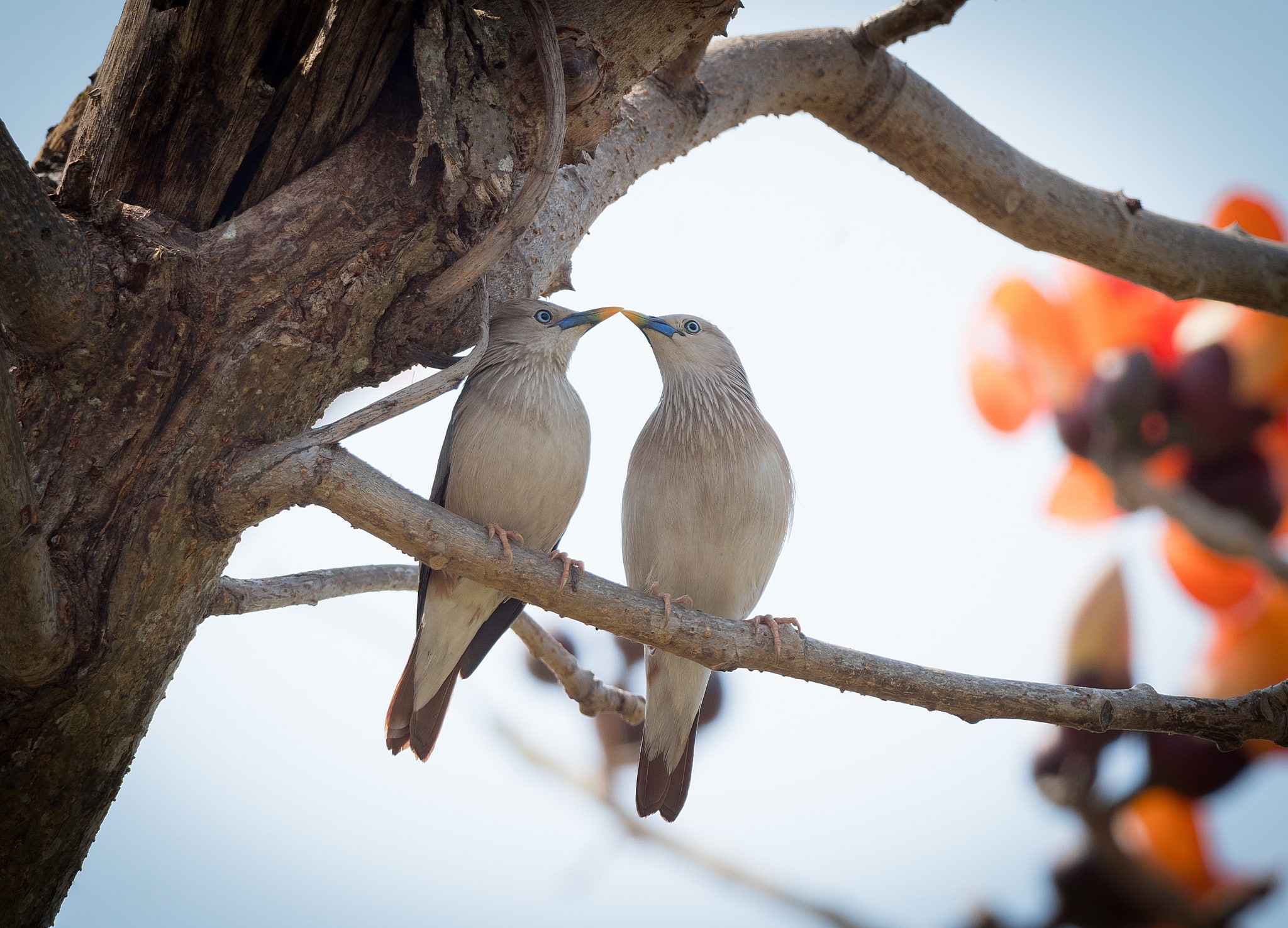 the Siberian Starling, 1080P, birds, a couple, HD Wallpaper