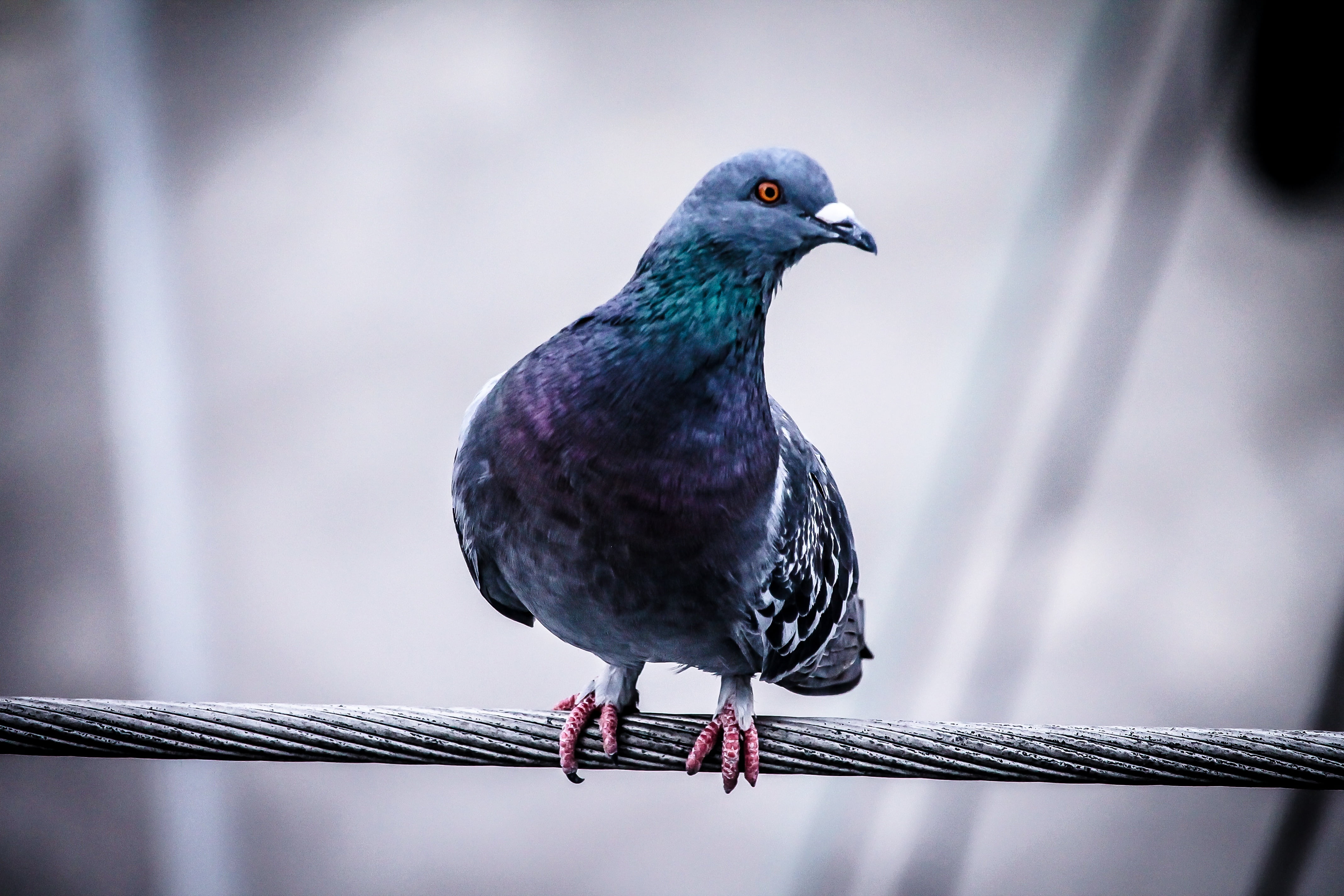 wire, no people, animal wildlife, starling, blue, feather, sit, zoology, multi Colored, wildlife, focus on foreground, nature, animals In The Wild, animal Wing, HD Wallpaper
