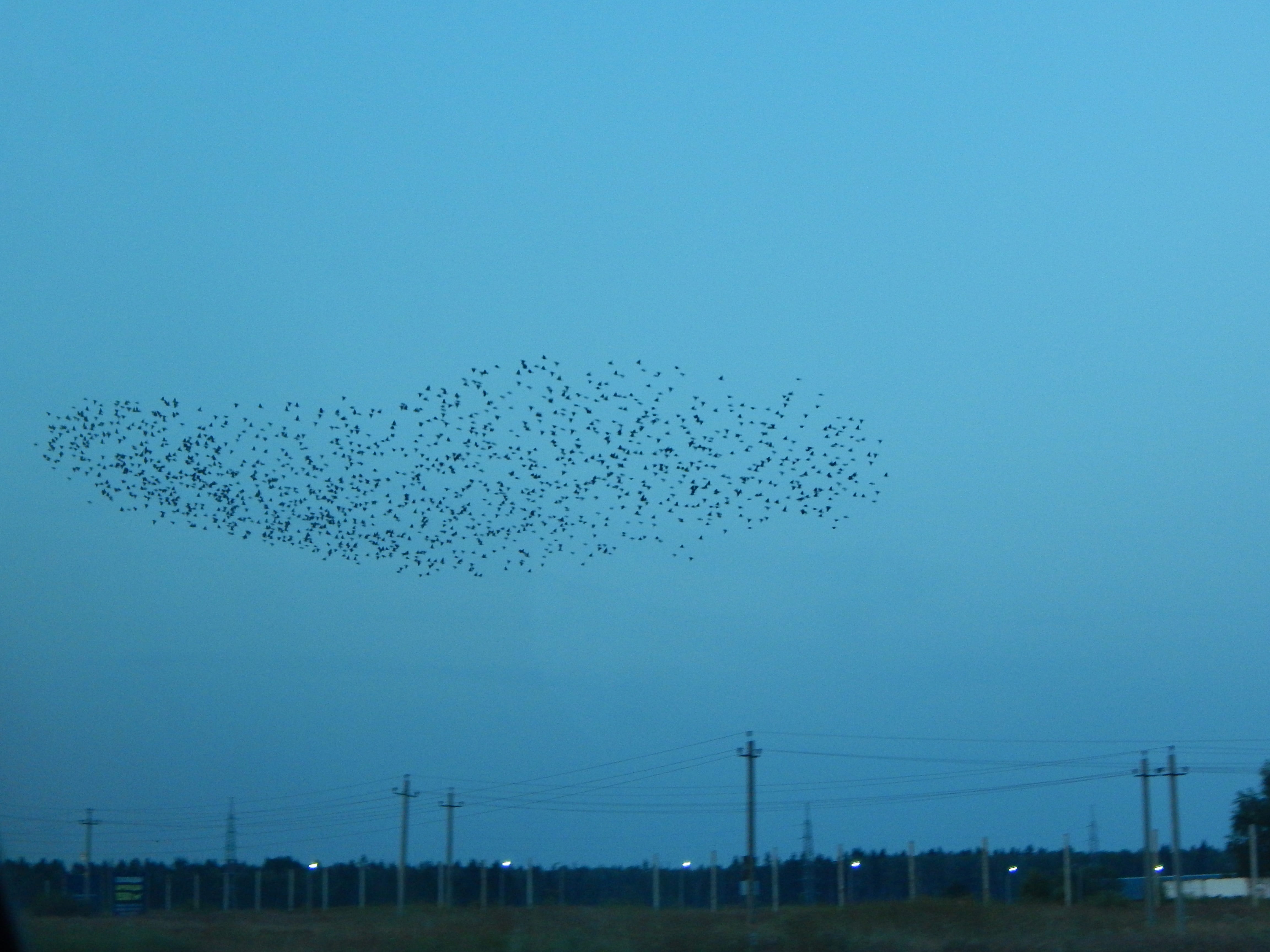 birds, sky, bird, cable, power supply, blue, animals in the wild, group of animals, animal wildlife, outdoors, technology, mid-air, flying, animal themes, HD Wallpaper