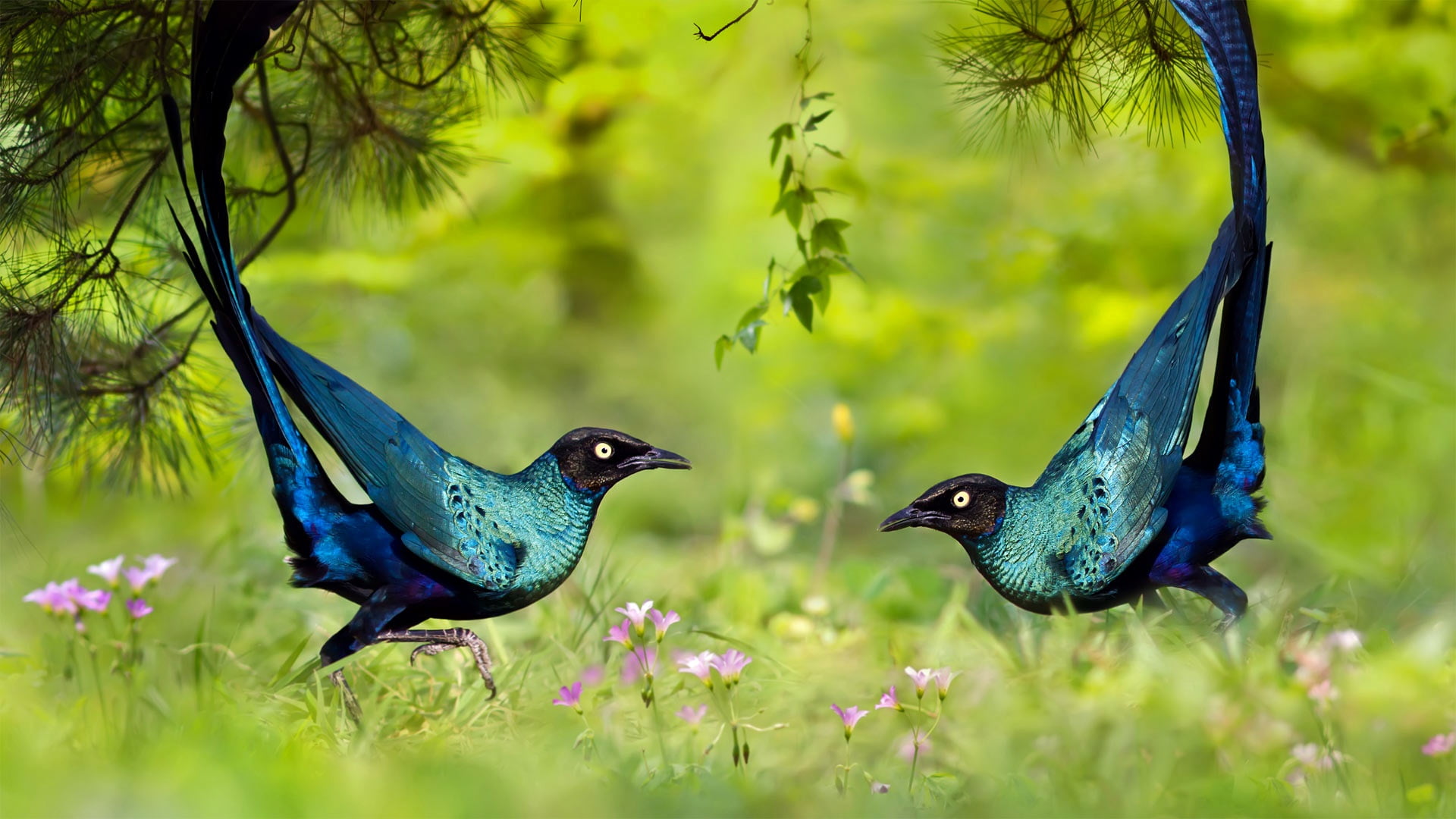 land, starling, selective focus, blue bird, long tail, group of animals, tree, plant, bird, no people, long tailed glossy starling, wildlife, green color, HD Wallpaper